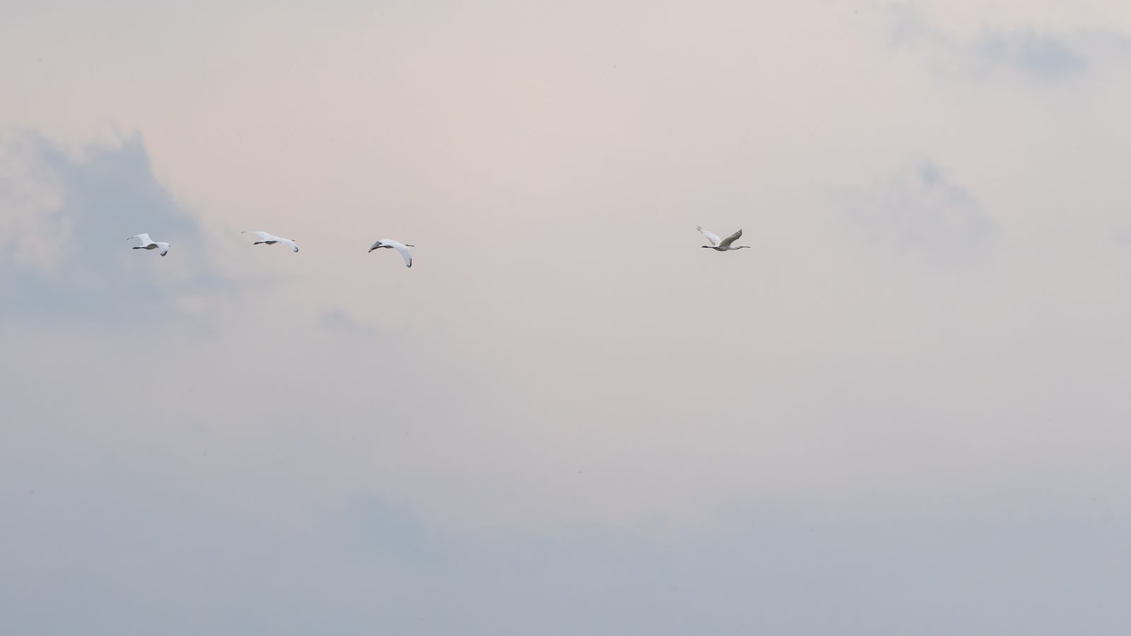A Stormy Birding Adventure in Oostvaardersplassen