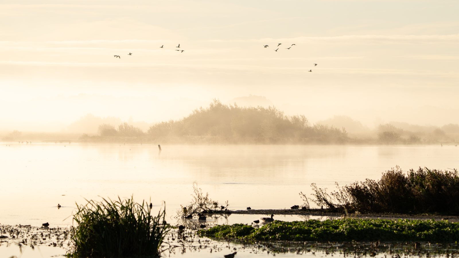 In Search of a Stoat Through the Mist of Onlanden