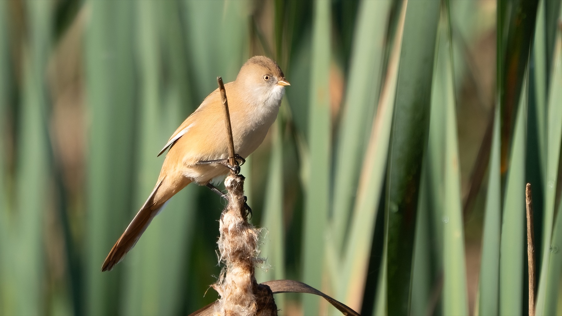 Bearded Reedling photographed by Dragos Varnav