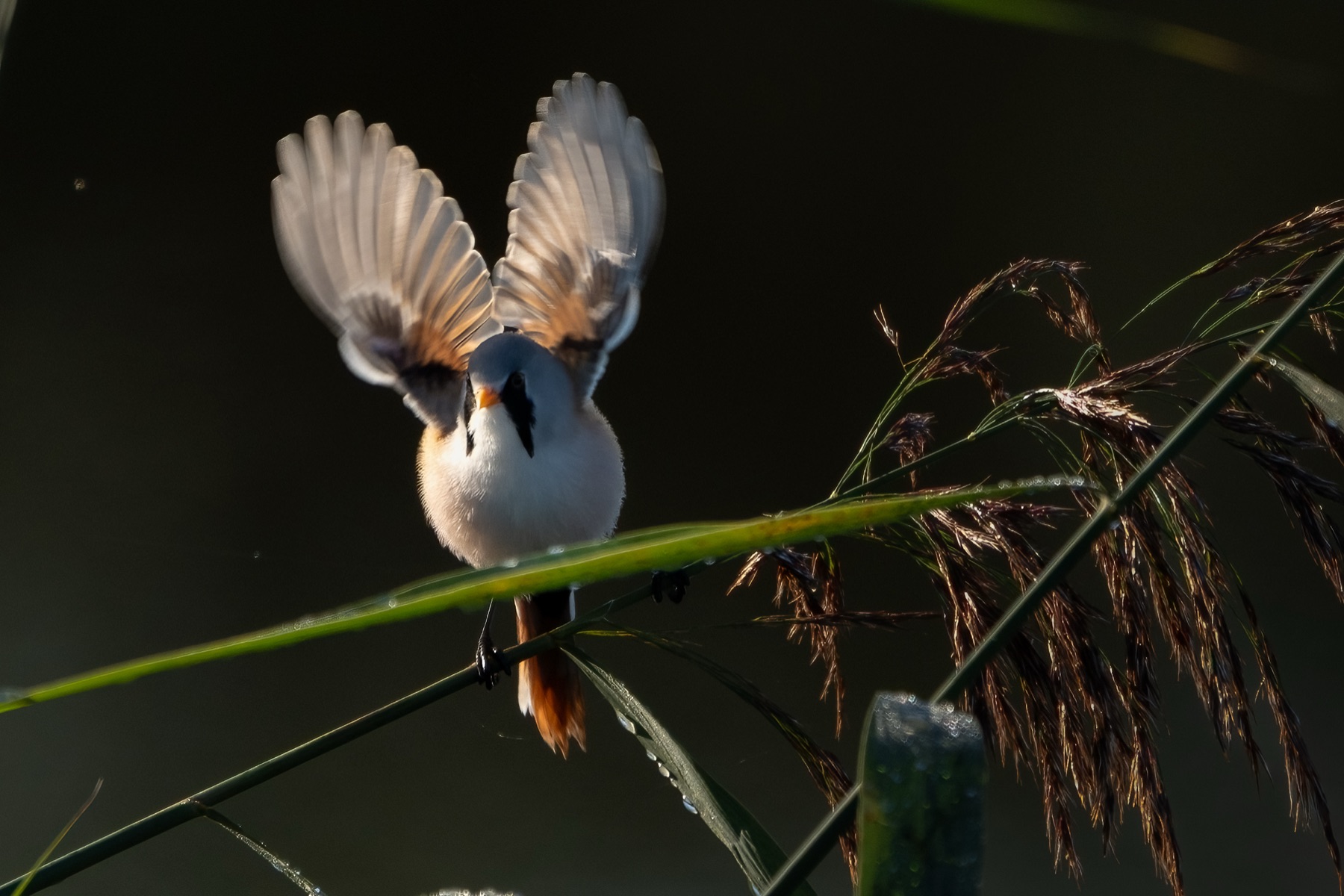 Bearded Reedling photographed by Dragos Varnav