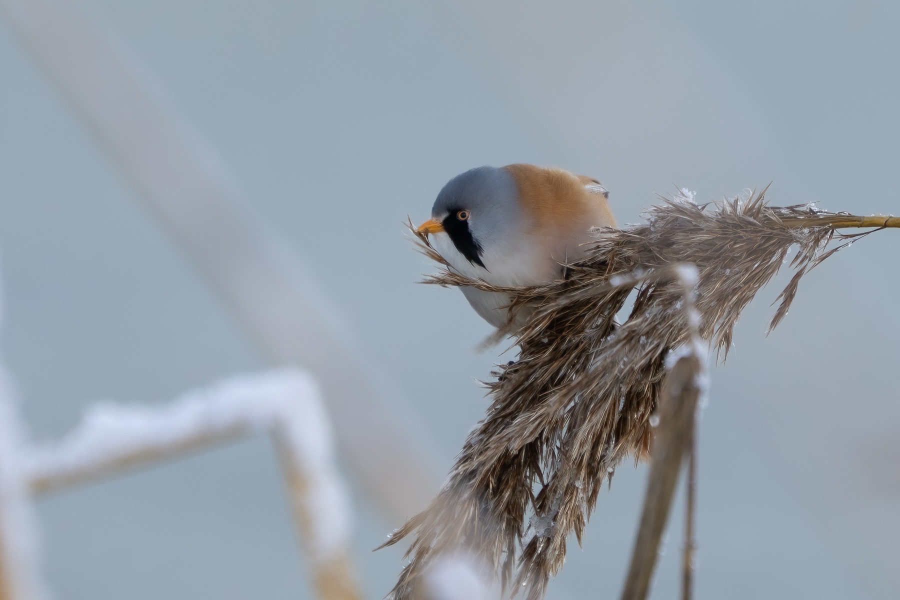 Bearded Reedling photographed by Dragos Varnav
