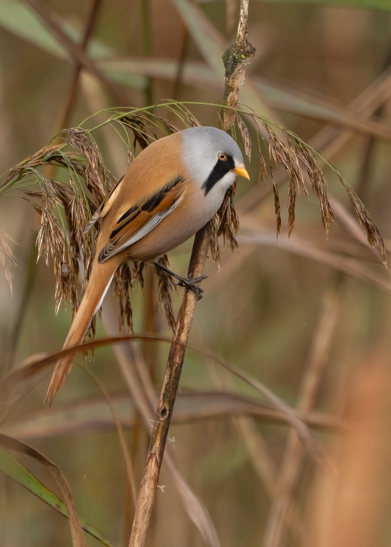 Bearded Reedling photographed by Dragos Varnav