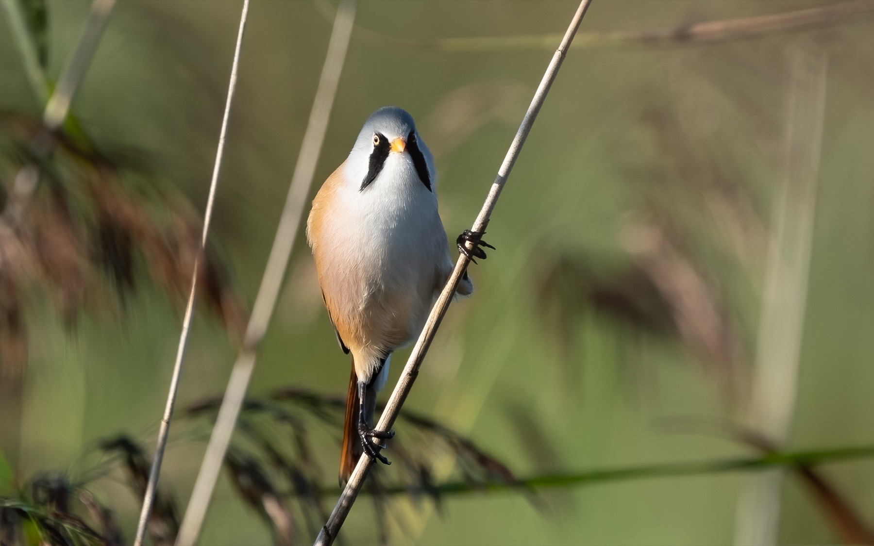 Bearded Reedling photographed by Dragos Varnav