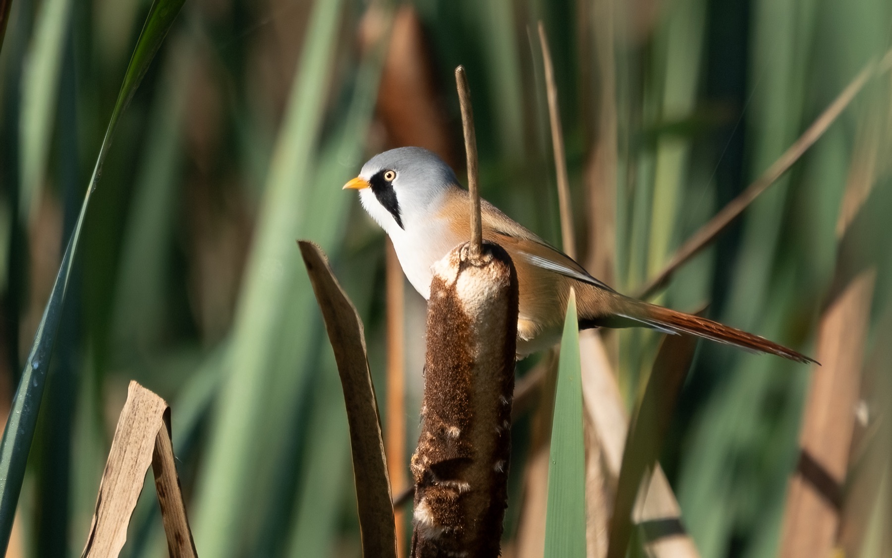 Bearded Reedling photographed by Dragos Varnav