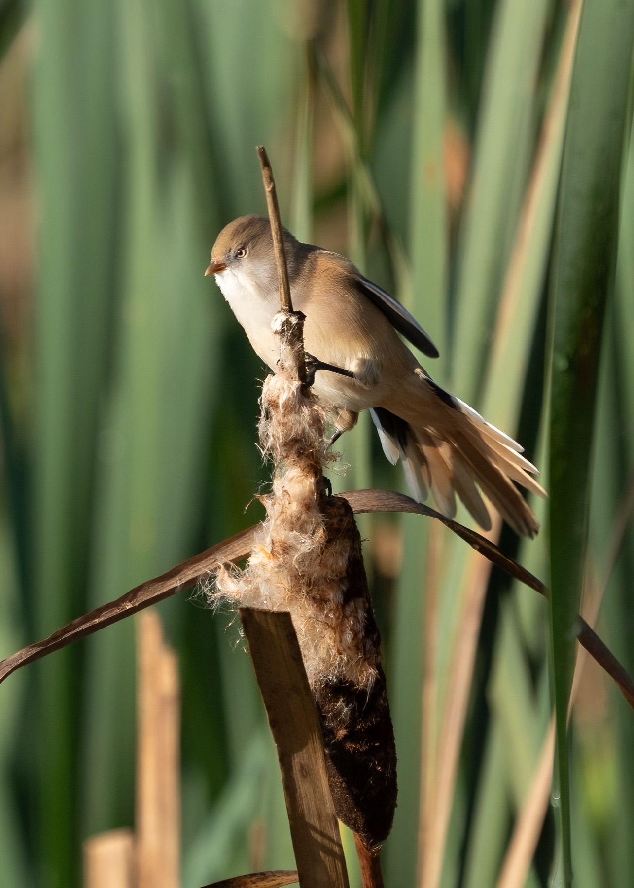 Bearded Reedling photographed by Dragos Varnav