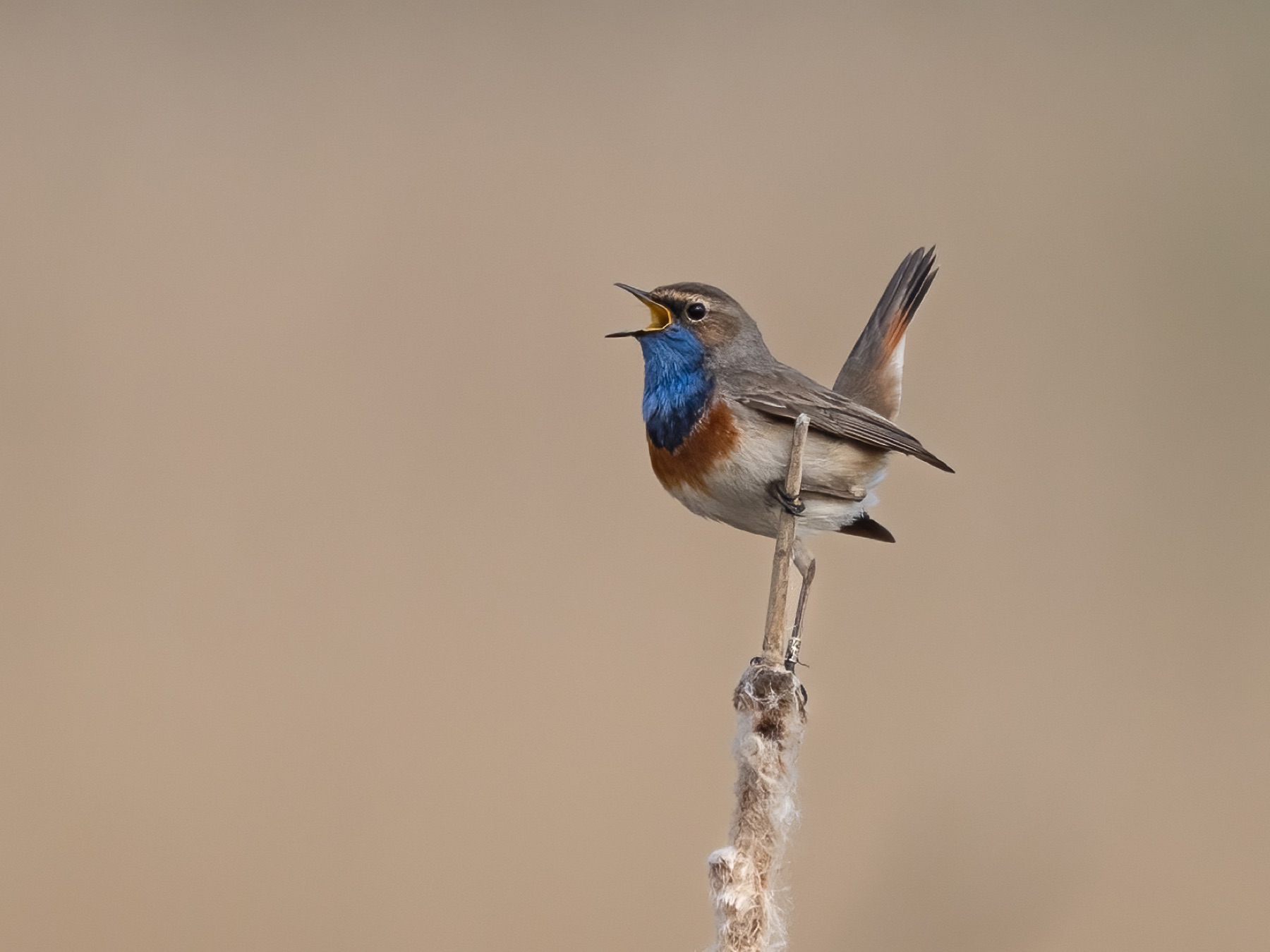 Birds photograph — Blauwe borst - Bluethroat — naturephotography.art