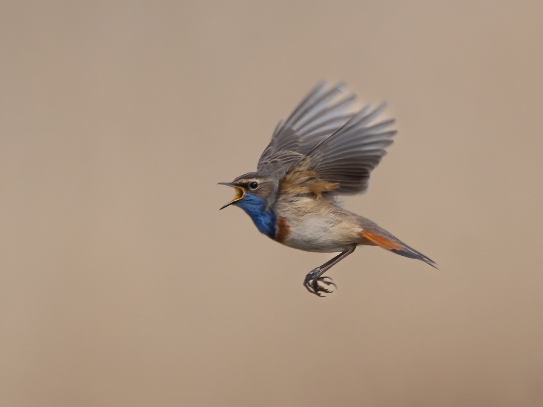 Birds photograph — Blauwe borst - Bluethroat — naturephotography.art