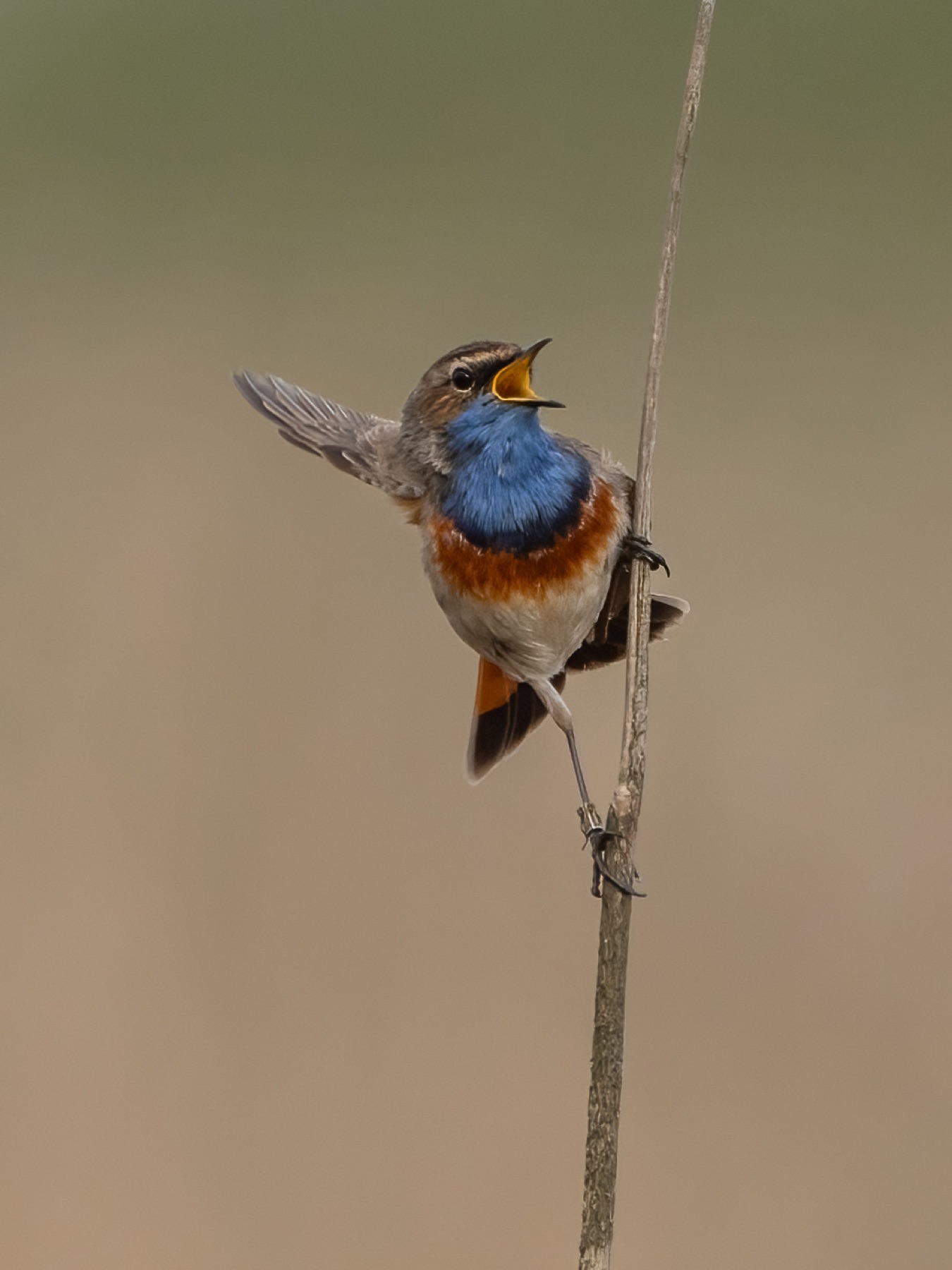 Birds photograph — Blauwe borst - Bluethroat — naturephotography.art