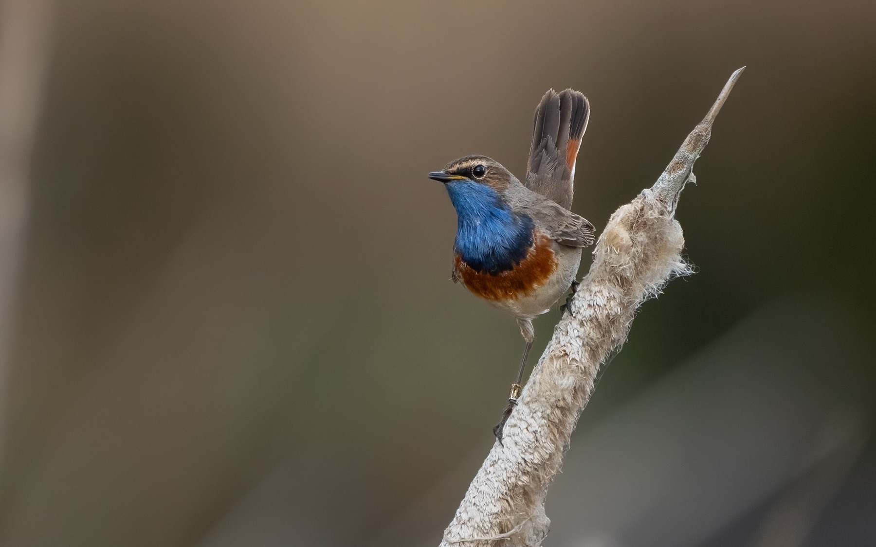 Birds photograph — Blauwe borst - Bluethroat — naturephotography.art