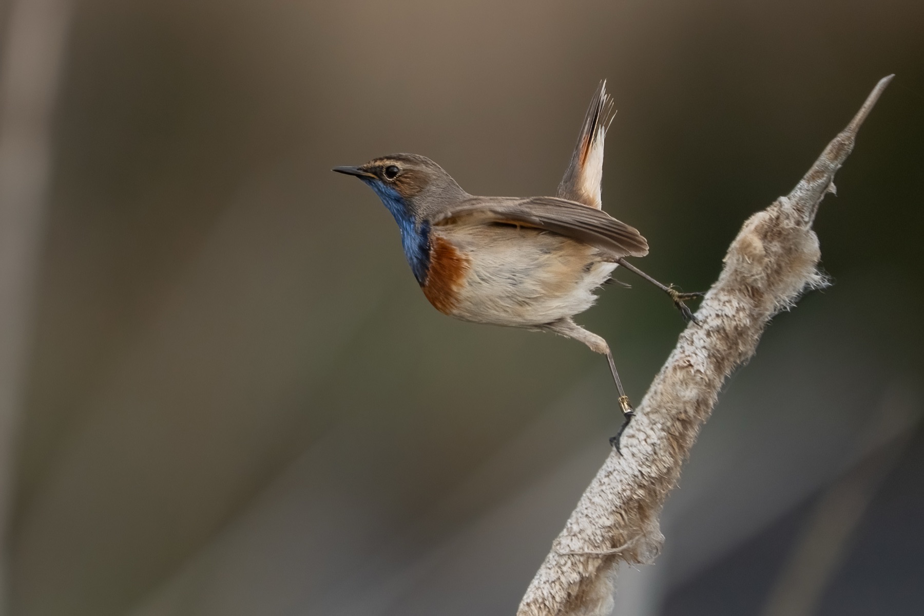 Birds photograph — Blauwe borst - Bluethroat — naturephotography.art