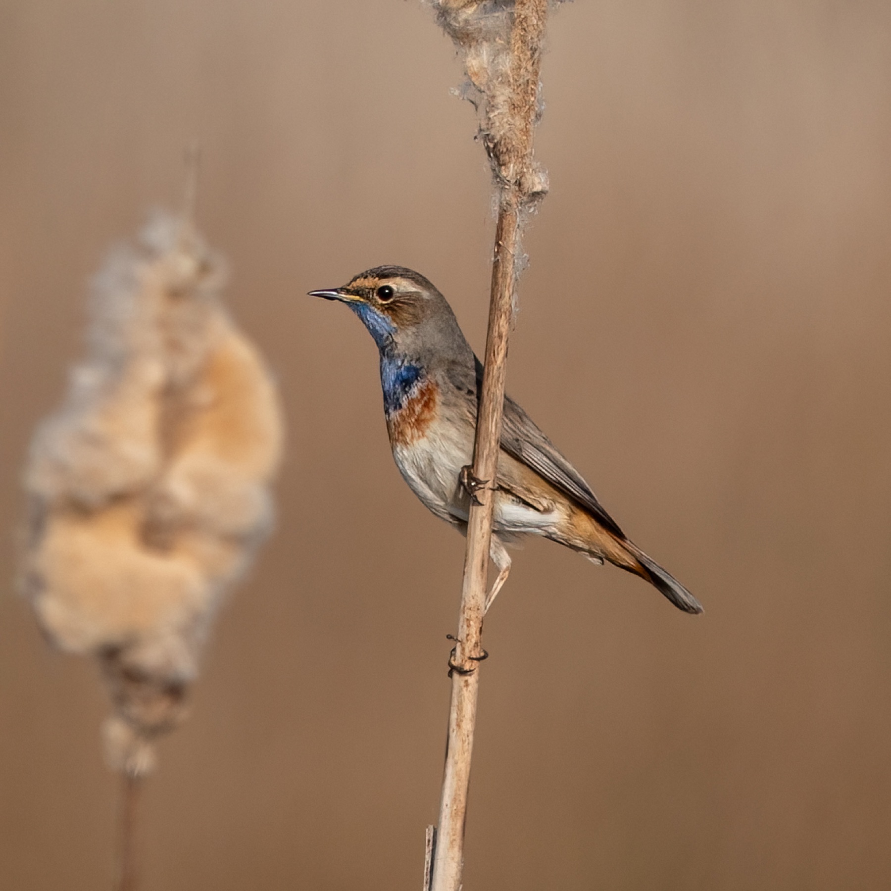 Birds photograph — Blauwe borst - Bluethroat — naturephotography.art