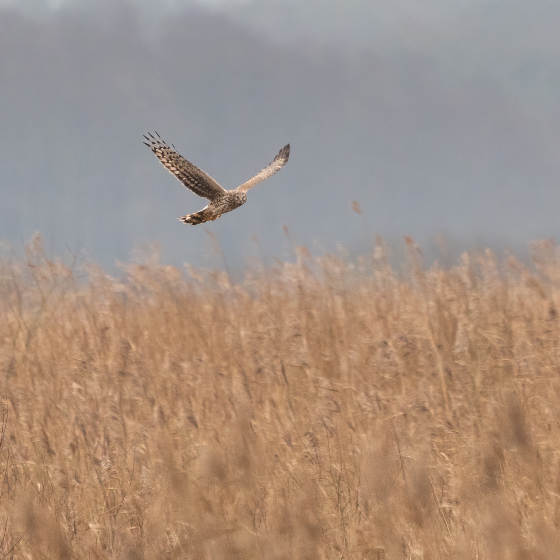 Harrier photographed by Dragos Varnav