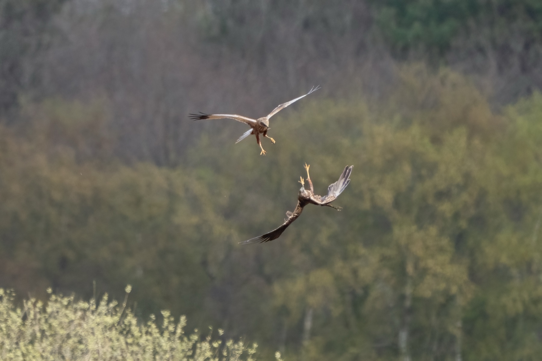Birds photograph — Bruine kiekedief/Harrier — naturephotography.art