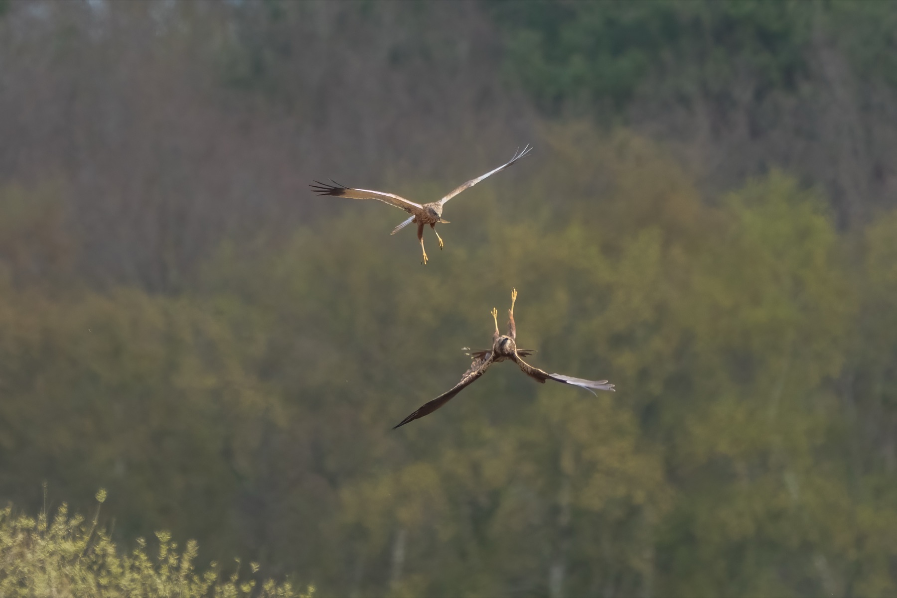 Birds photograph — Bruine kiekedief/Harrier — naturephotography.art