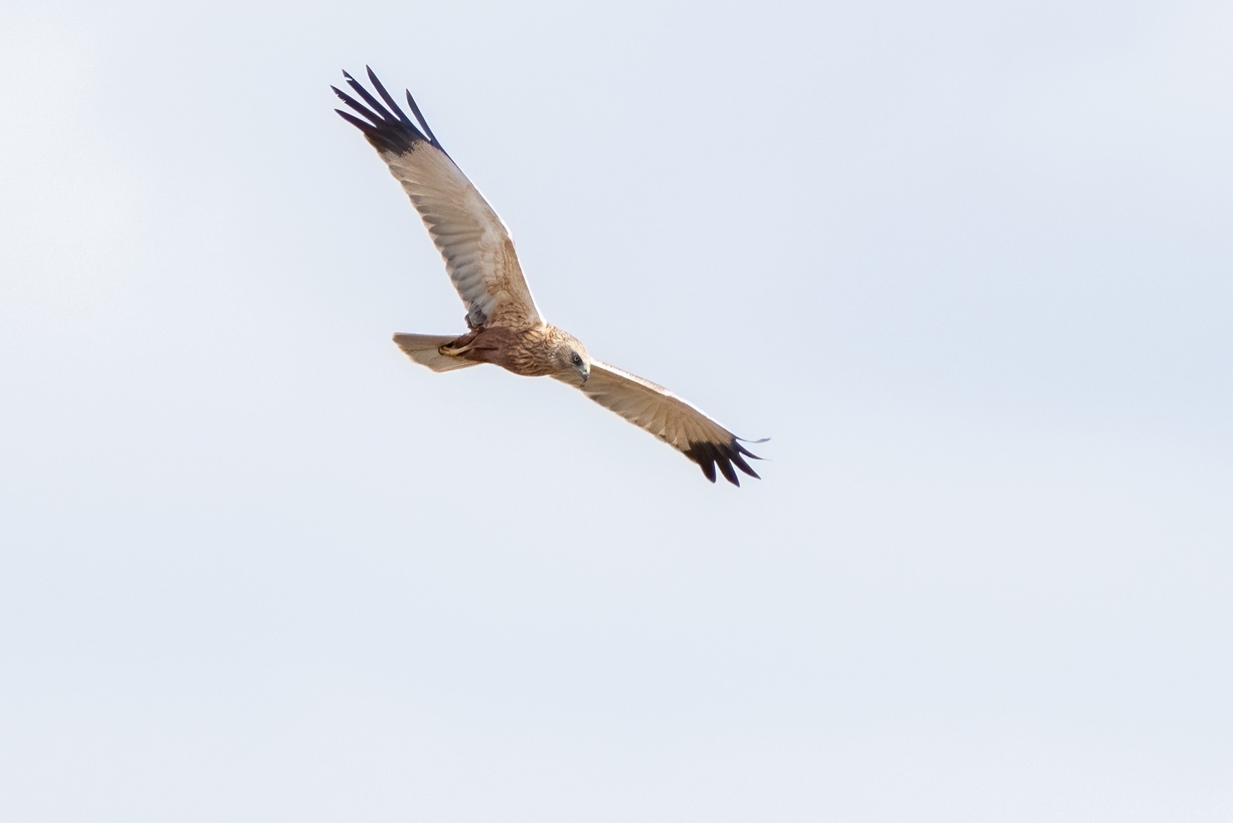 Birds photograph — Bruine kiekedief/Harrier — naturephotography.art