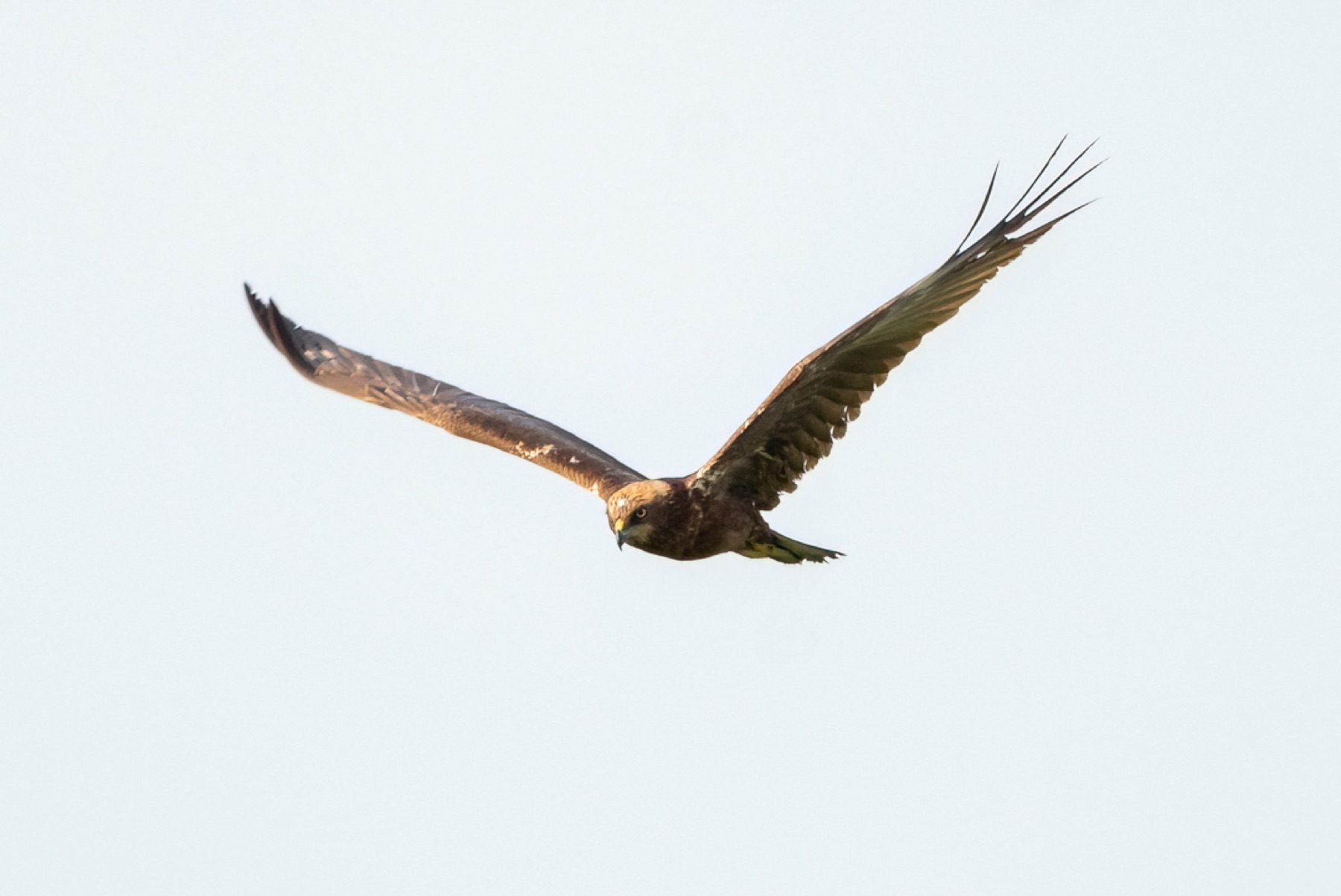 Birds photograph — Bruine kiekedief/Harrier — naturephotography.art