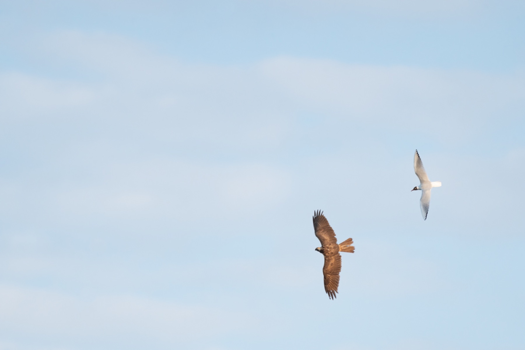 Birds photograph — Bruine kiekedief/Harrier — naturephotography.art