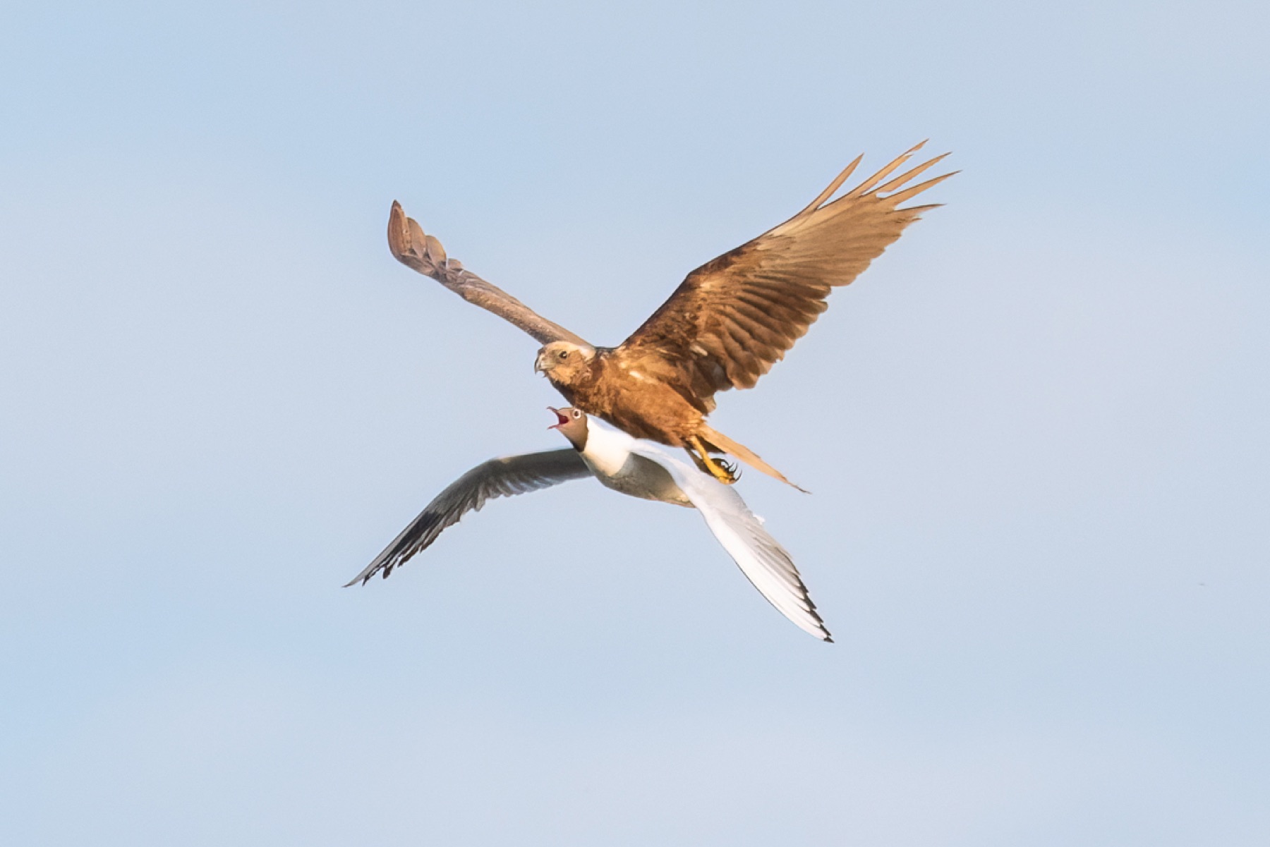Birds photograph — Bruine kiekedief/Harrier — naturephotography.art
