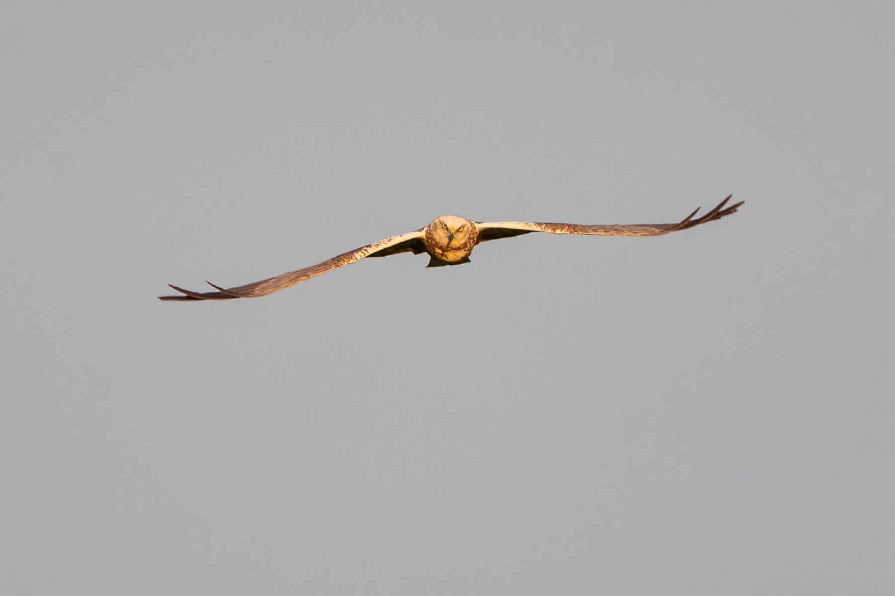 Birds photograph — Bruine kiekedief/Harrier — naturephotography.art