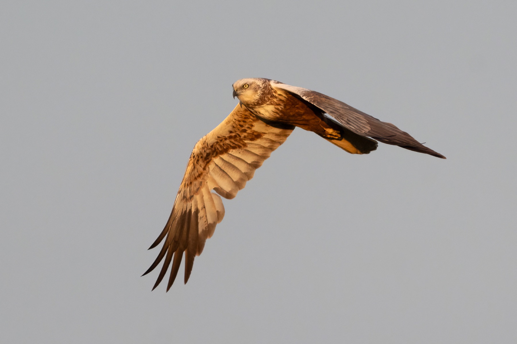 Birds photograph — Bruine kiekedief/Harrier — naturephotography.art