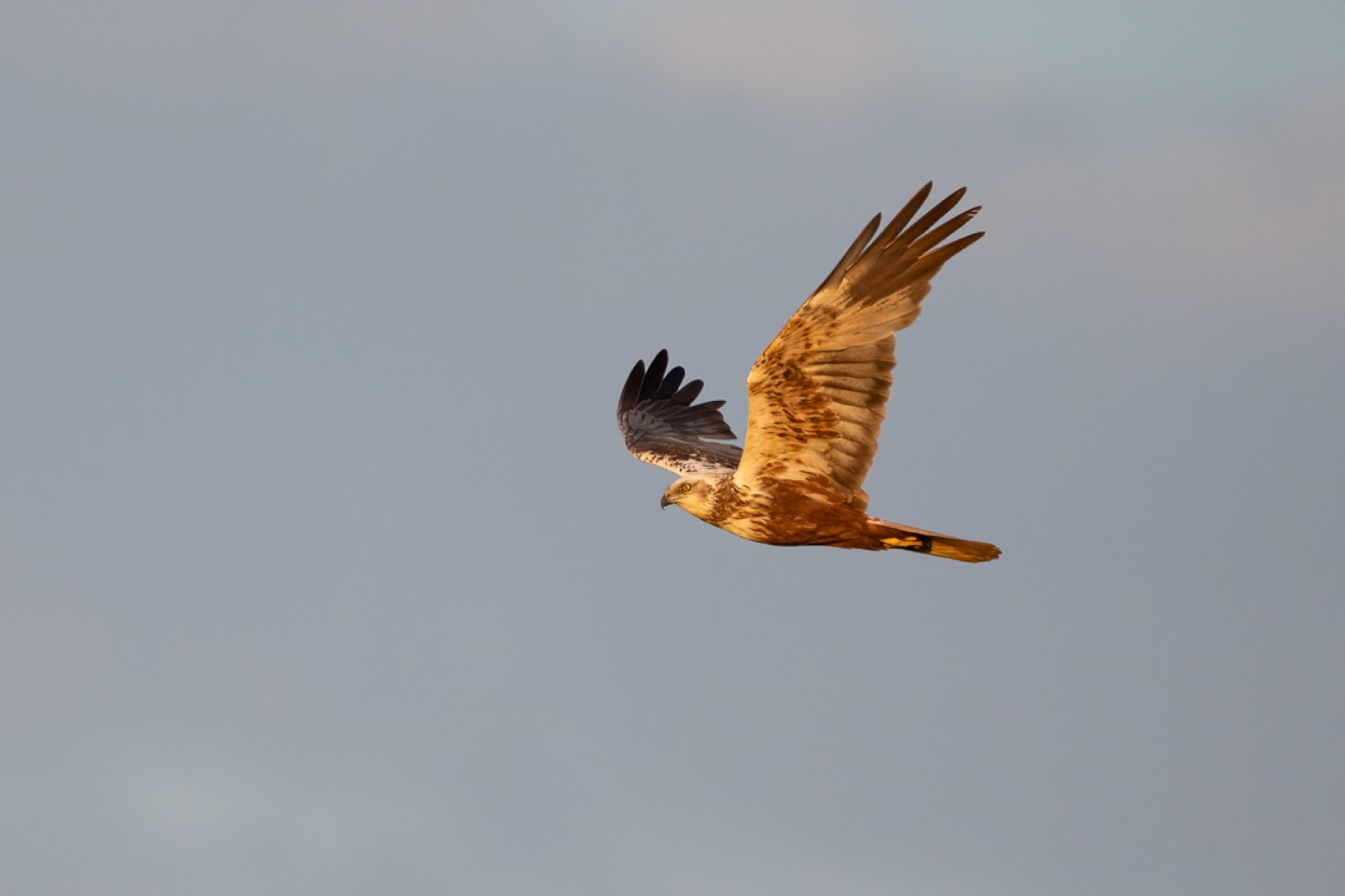 Birds photograph — Bruine kiekedief/Harrier — naturephotography.art