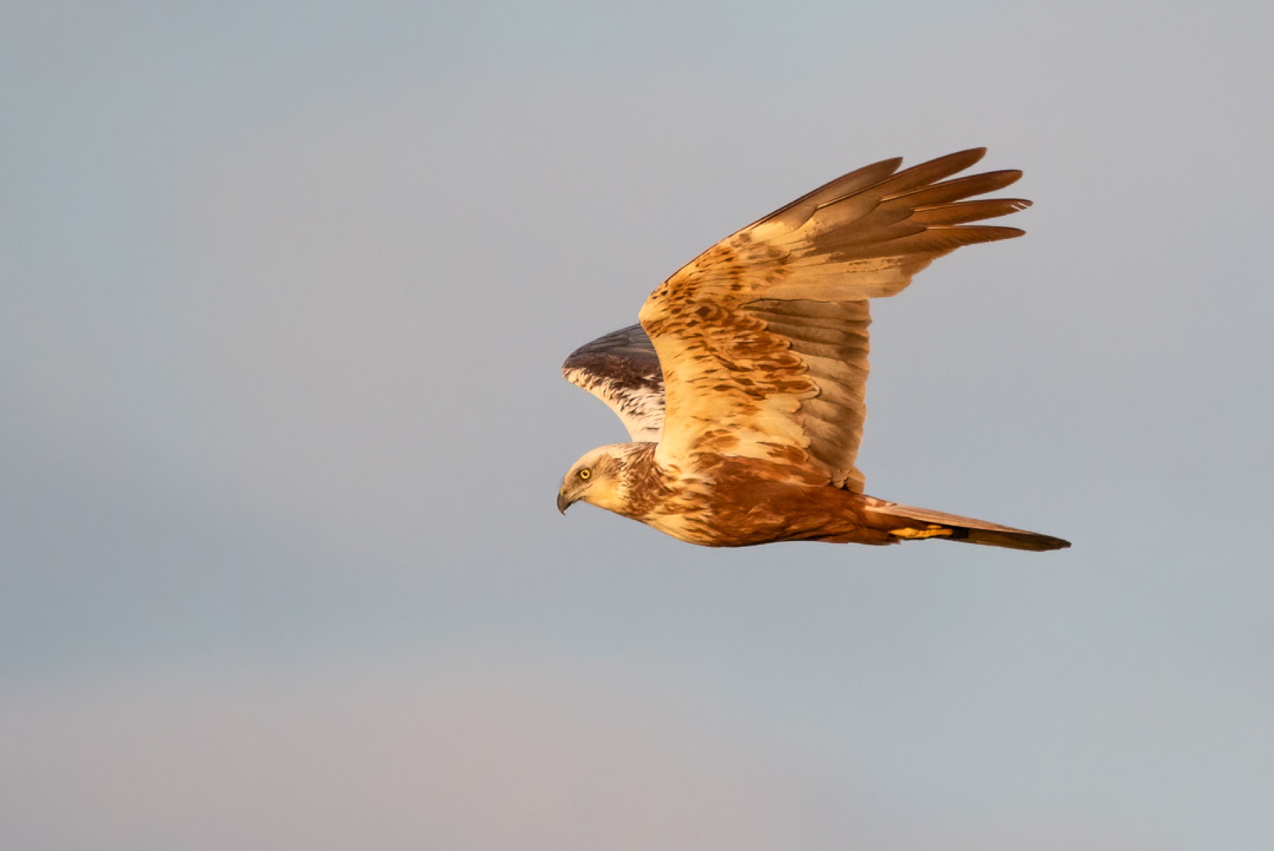 Birds photograph — Bruine kiekedief/Harrier — naturephotography.art