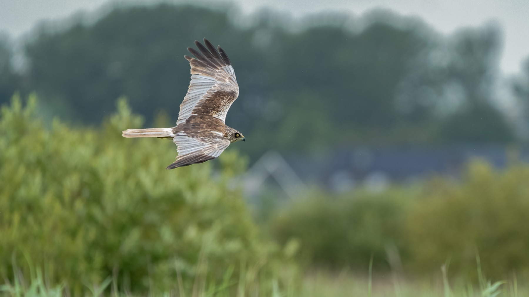 Birds photograph — Bruine kiekedief/Harrier — naturephotography.art