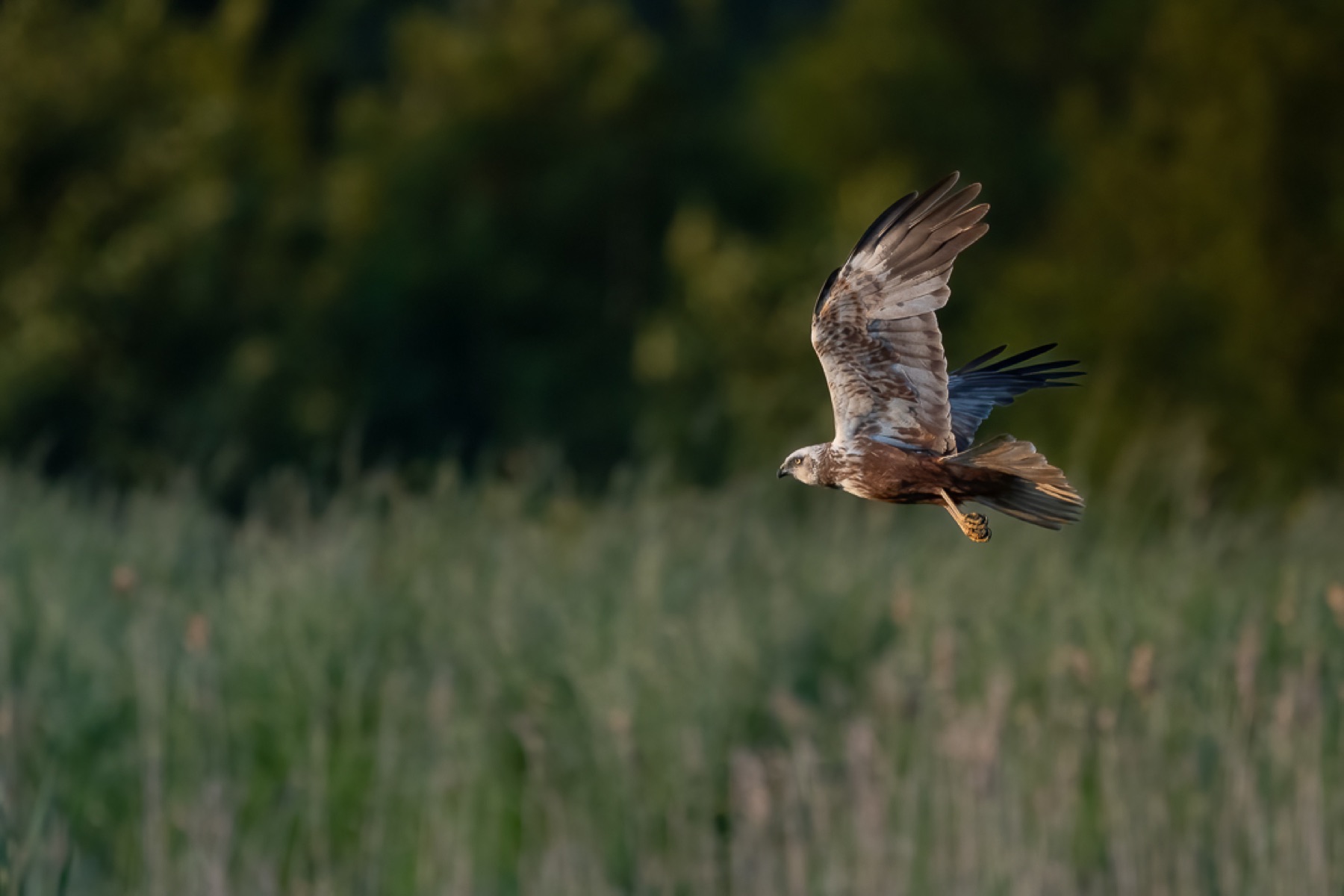 Birds photograph — Bruine kiekedief/Harrier — naturephotography.art