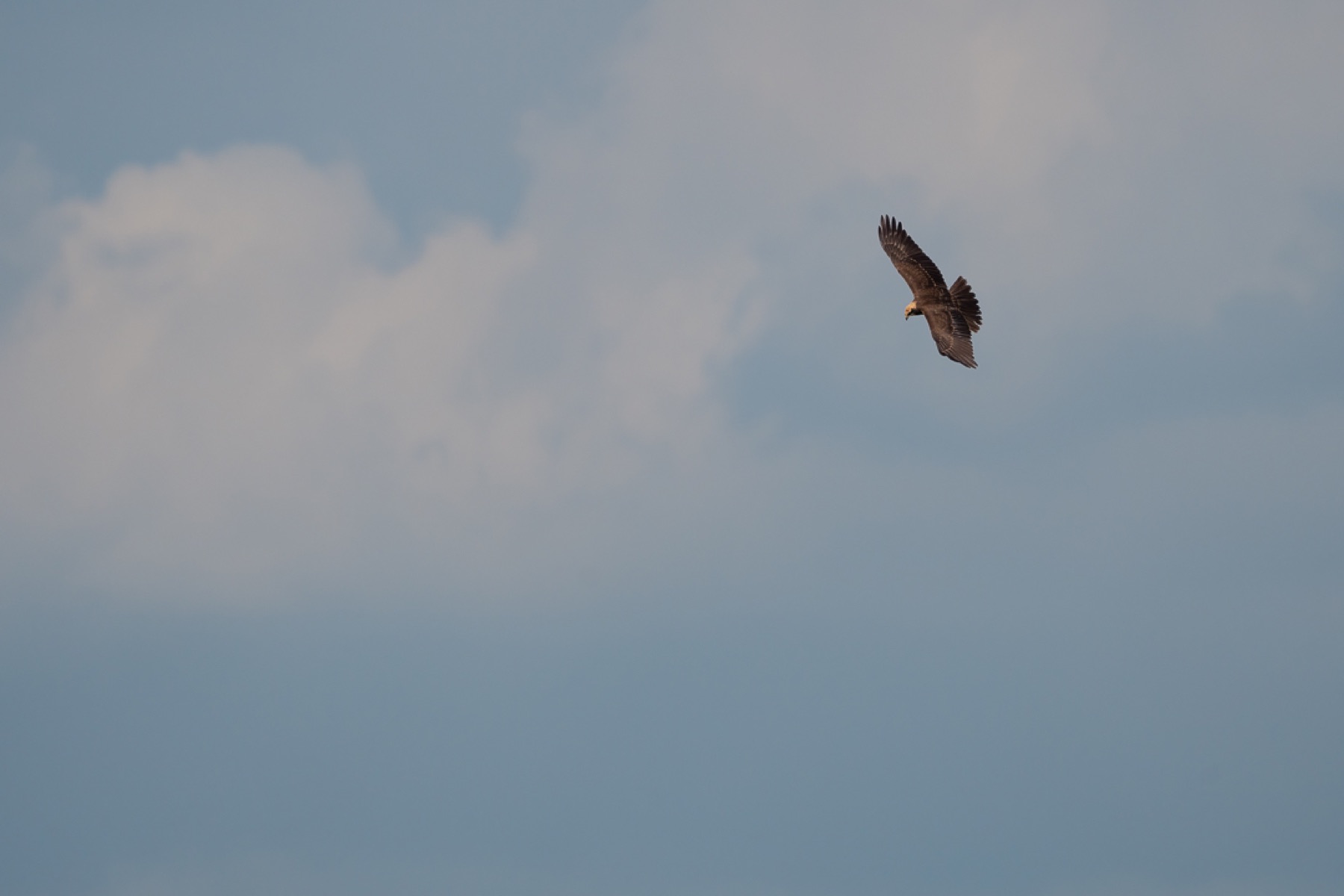 Birds photograph — Bruine kiekedief/Harrier — naturephotography.art