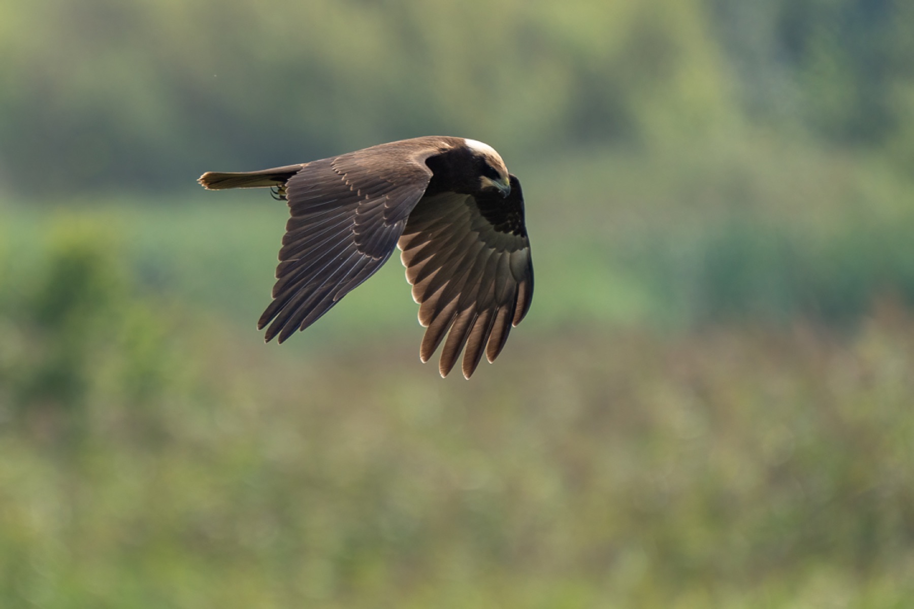 Birds photograph — Bruine kiekedief/Harrier — naturephotography.art