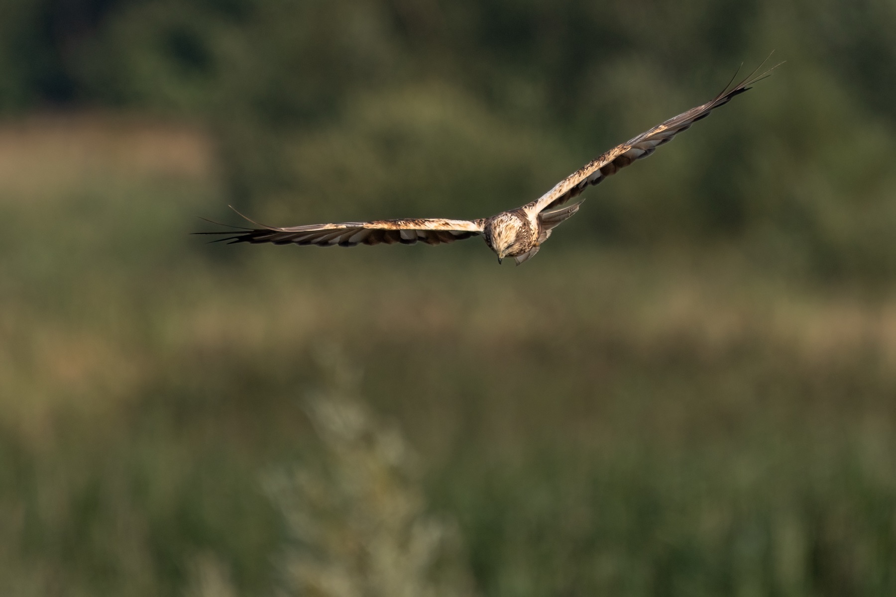 Birds photograph — Bruine kiekedief/Harrier — naturephotography.art