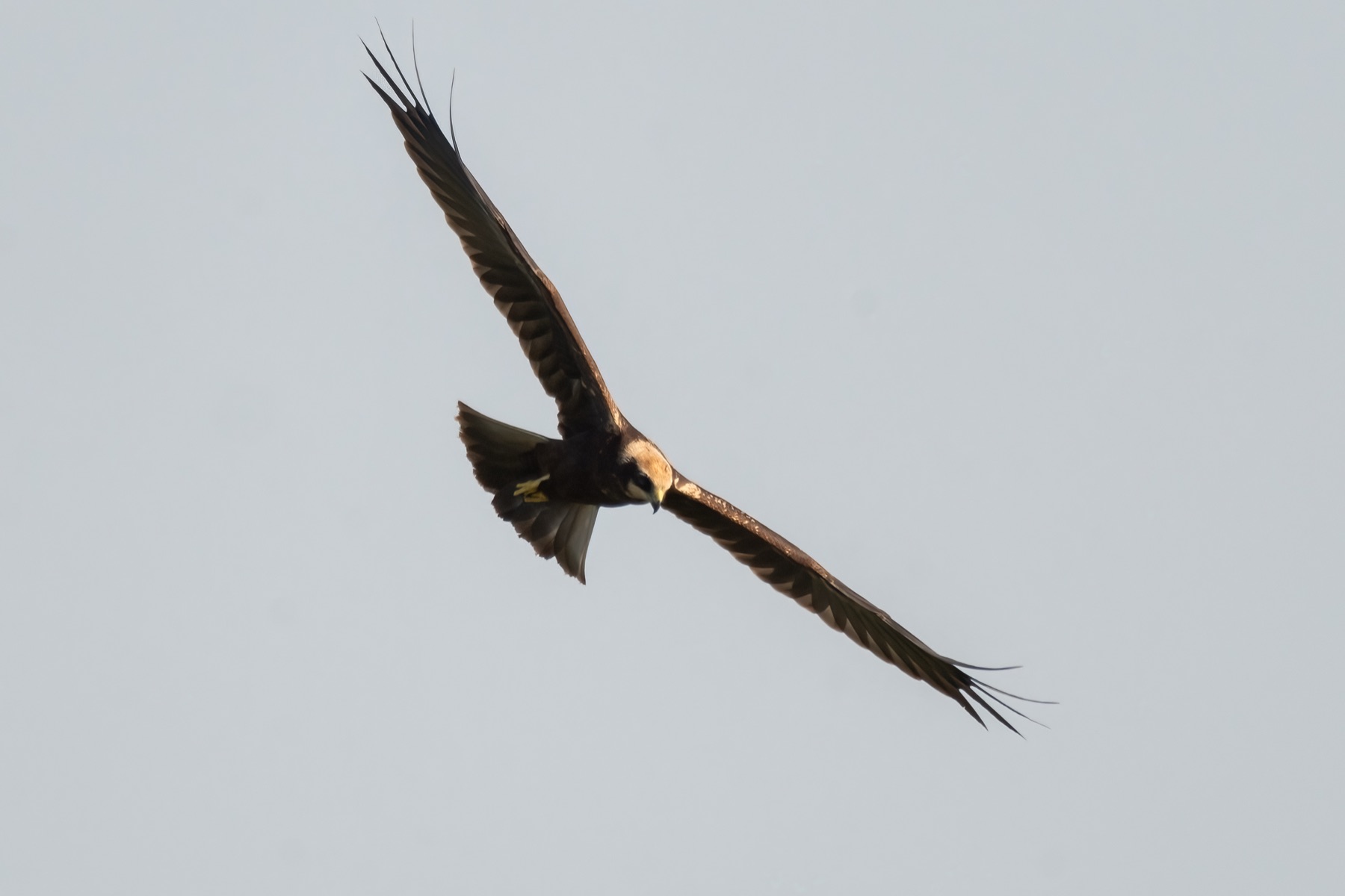 Birds photograph — Bruine kiekedief/Harrier — naturephotography.art