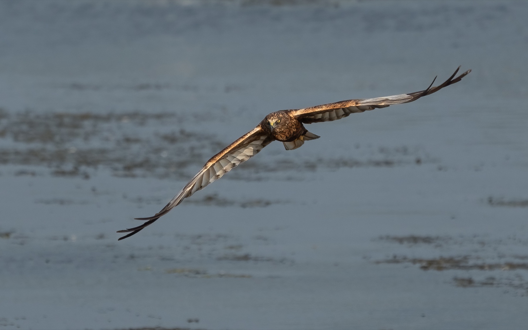 Birds photograph — Bruine kiekedief/Harrier — naturephotography.art