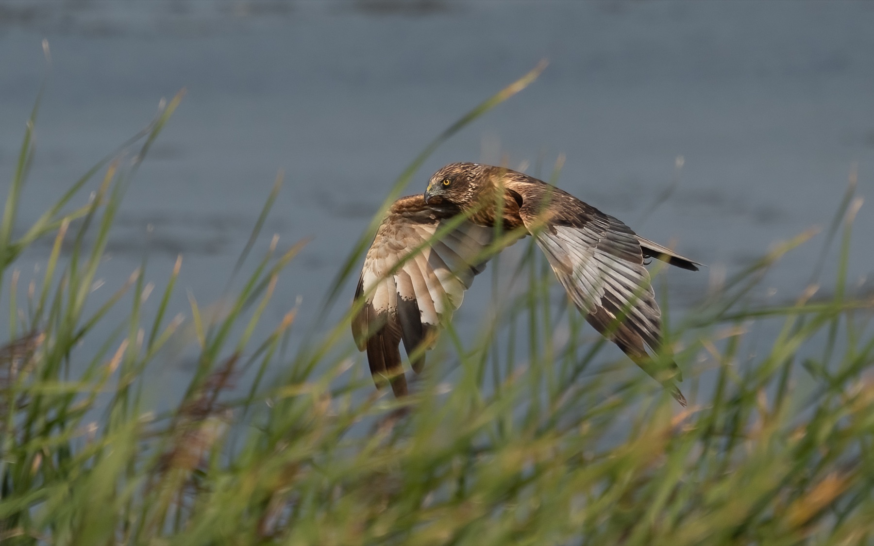 Birds photograph — Bruine kiekedief/Harrier — naturephotography.art