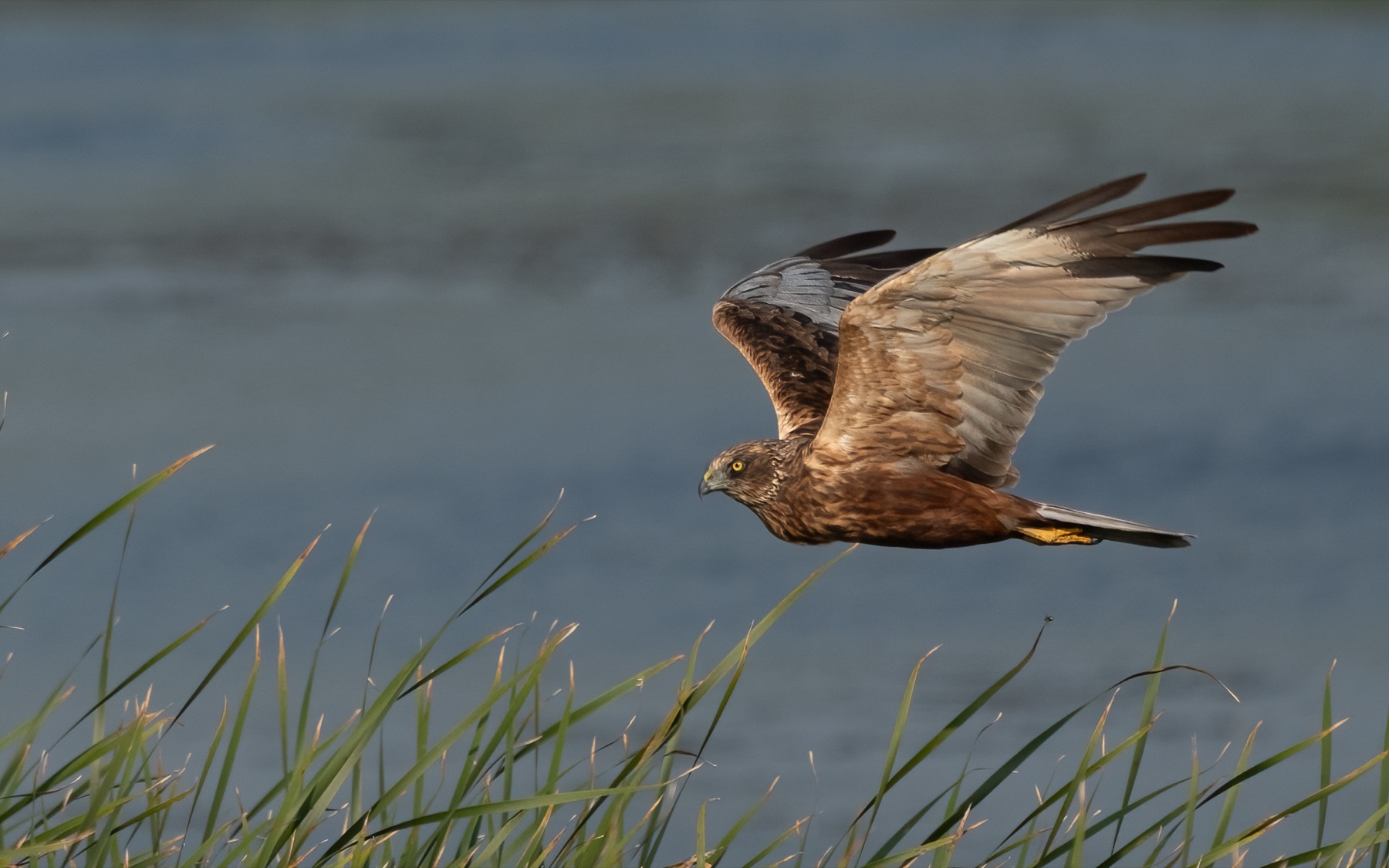 Birds photograph — Bruine kiekedief/Harrier — naturephotography.art