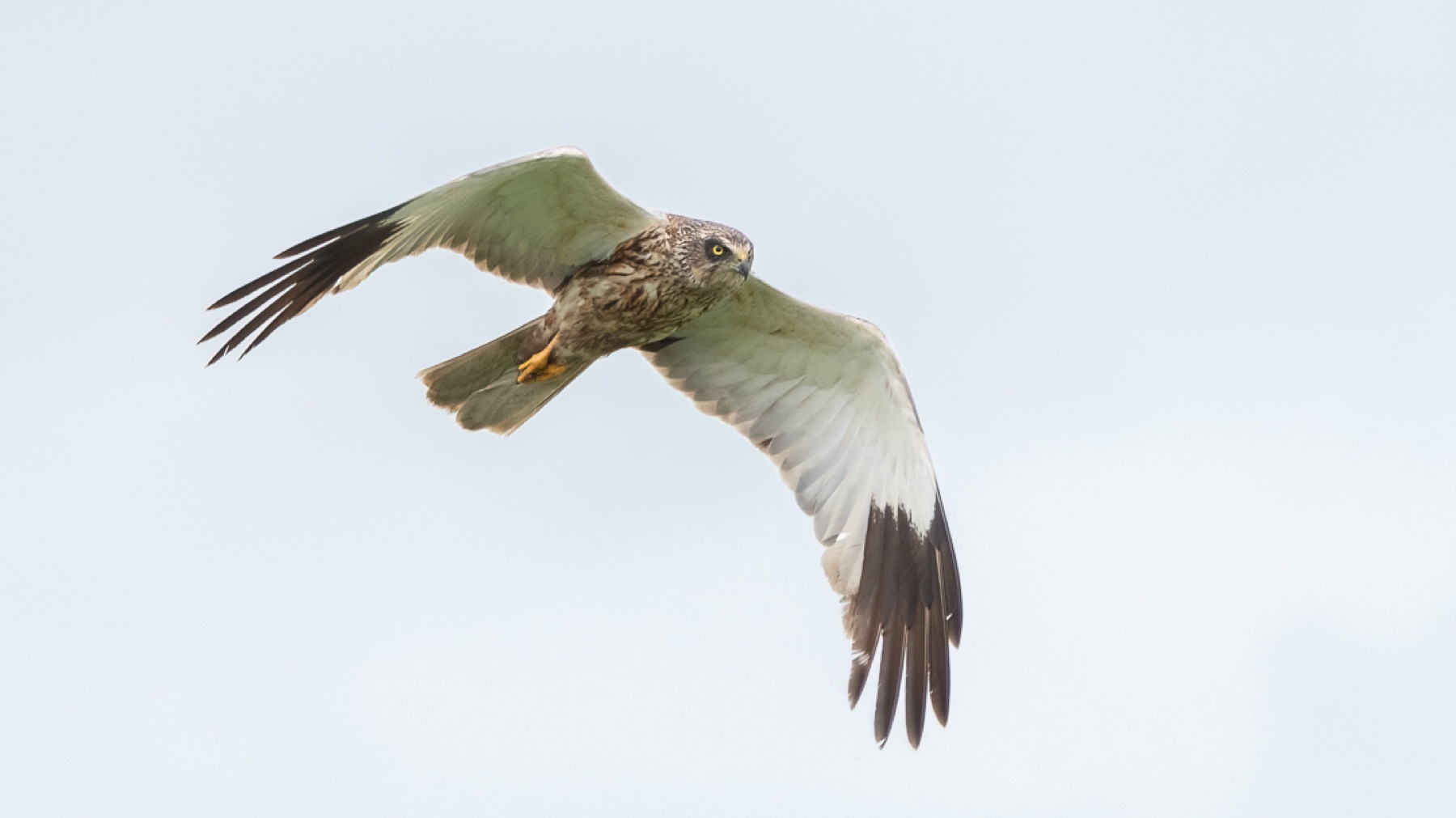 Birds photograph — Bruine kiekedief/Harrier — naturephotography.art