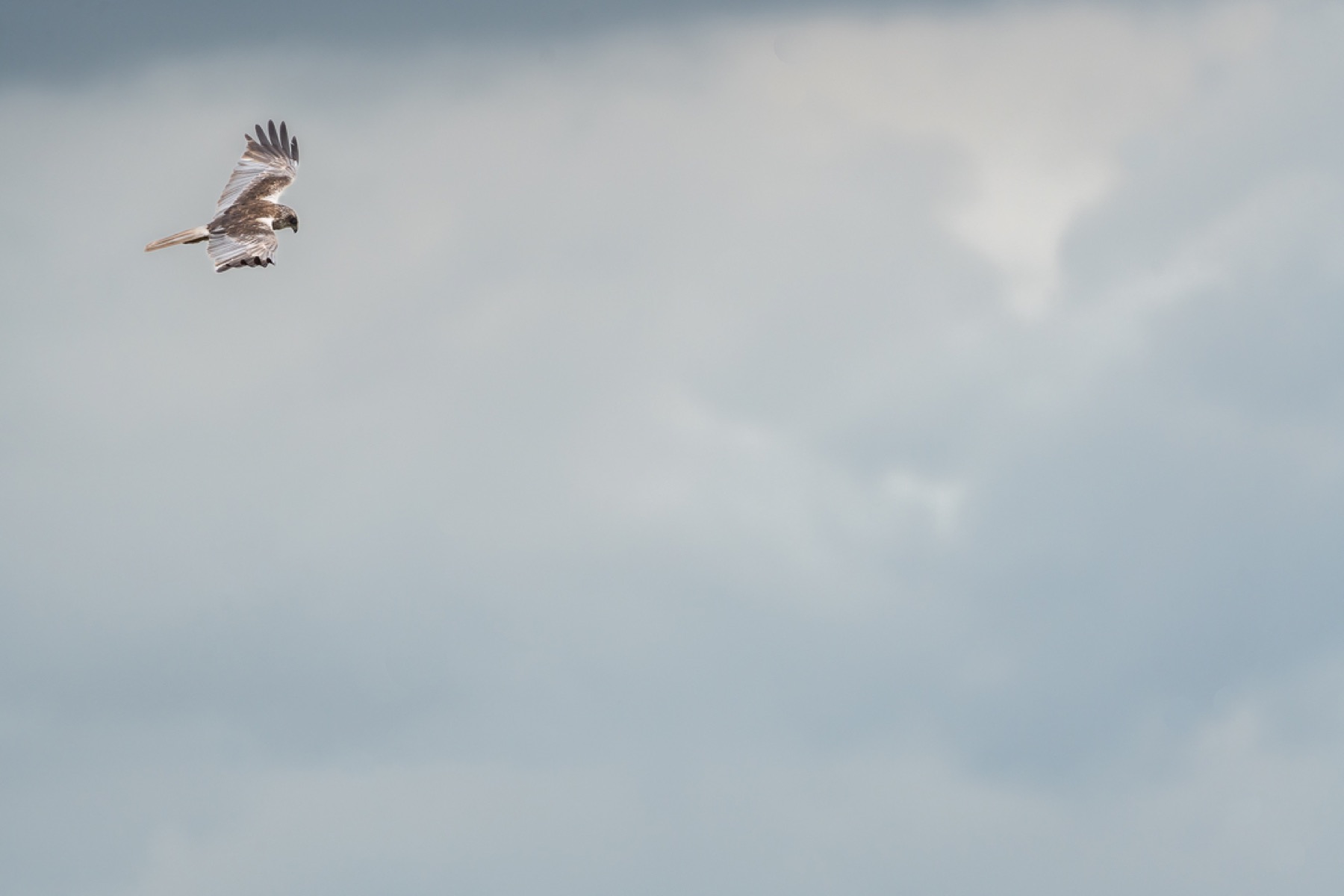 Birds photograph — Bruine kiekedief/Harrier — naturephotography.art