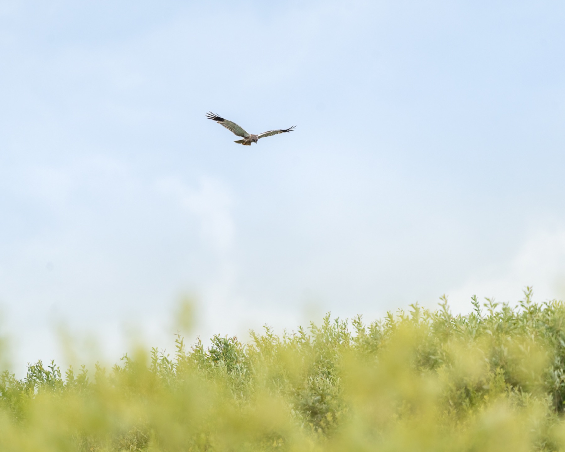 Birds photograph — Bruine kiekedief/Harrier — naturephotography.art