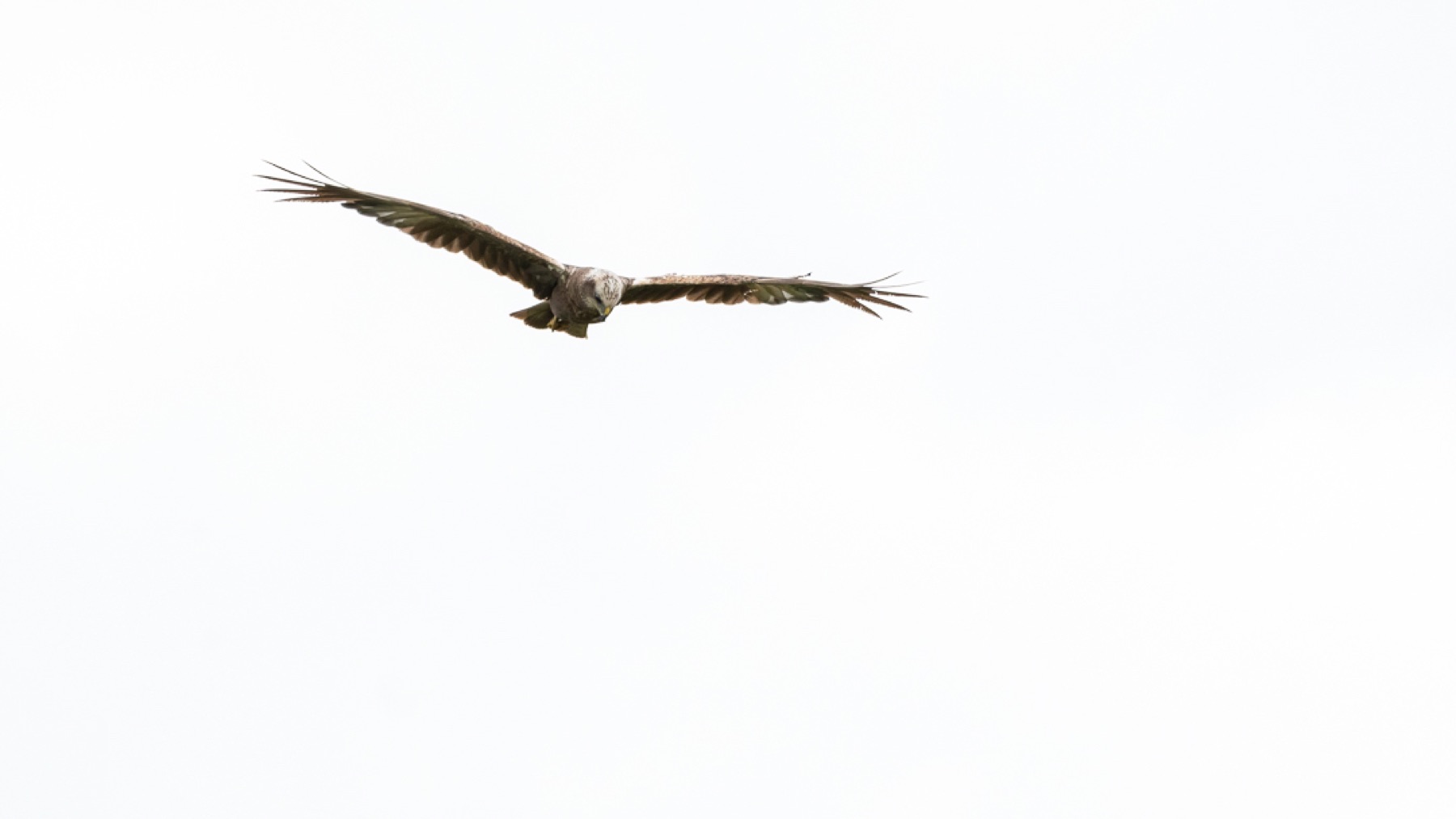 Birds photograph — Bruine kiekedief/Harrier — naturephotography.art