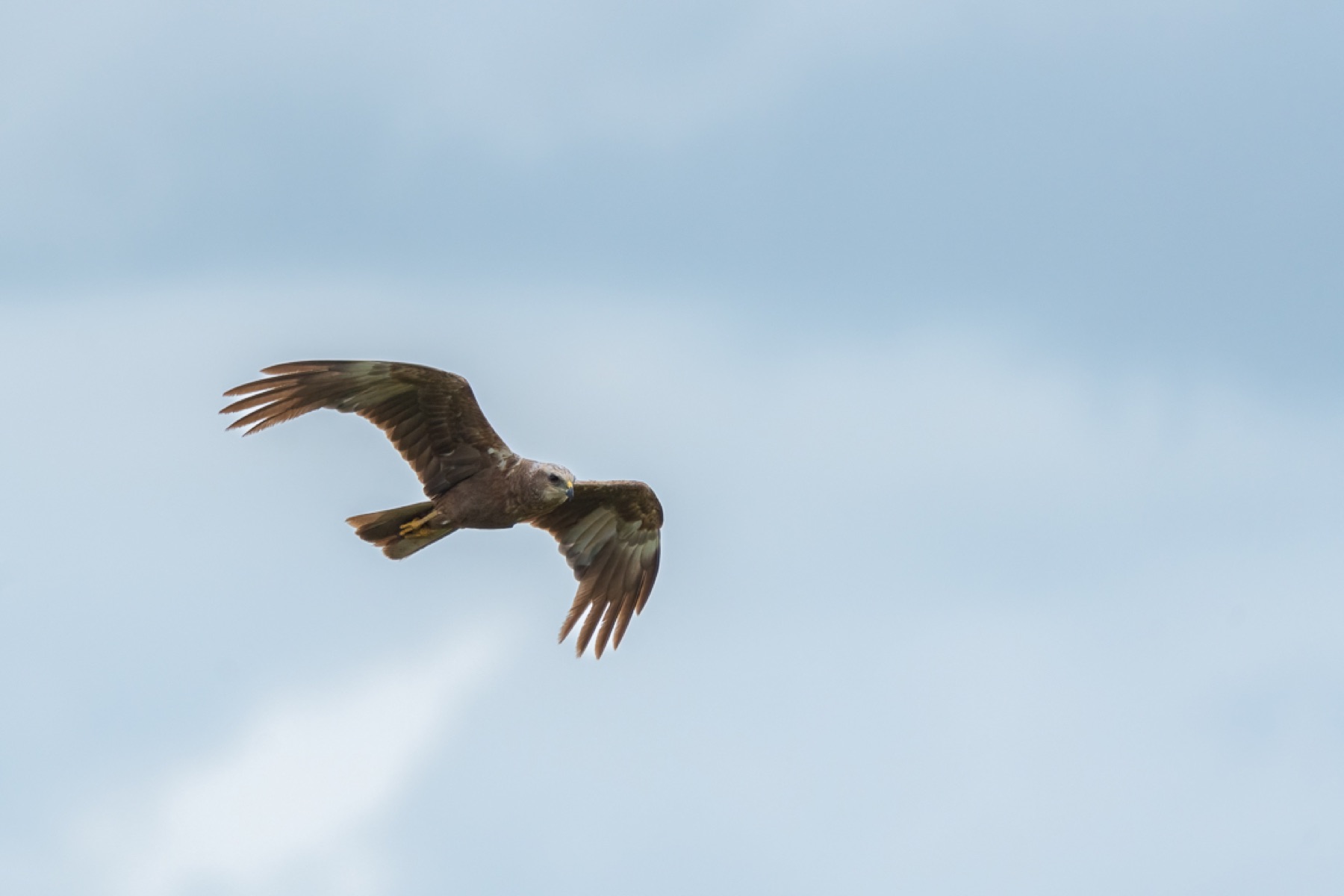 Birds photograph — Bruine kiekedief/Harrier — naturephotography.art