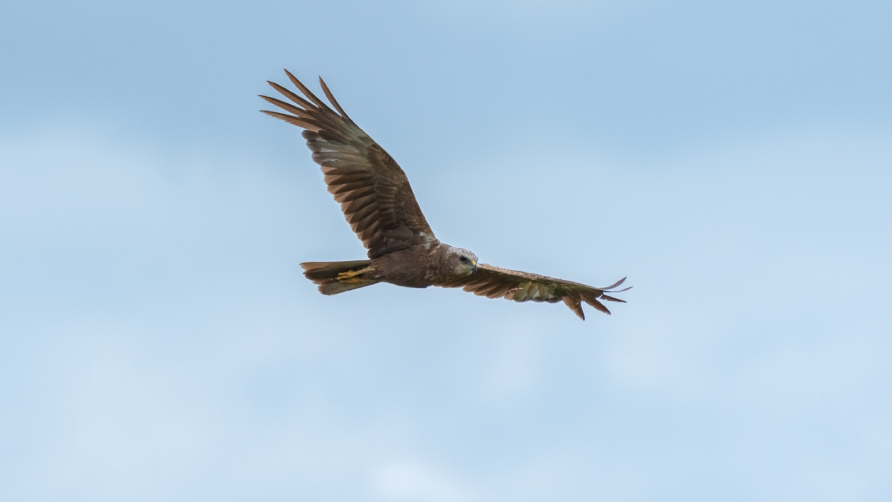 Birds photograph — Bruine kiekedief/Harrier — naturephotography.art