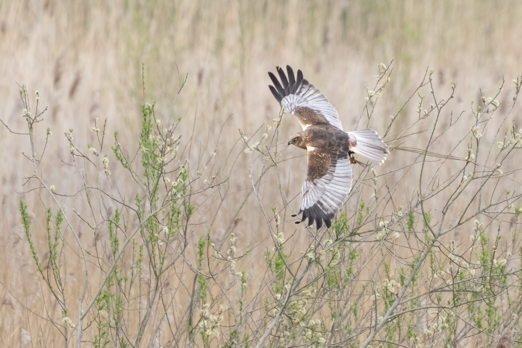 Birds photograph — Bruine kiekedief/Harrier — naturephotography.art