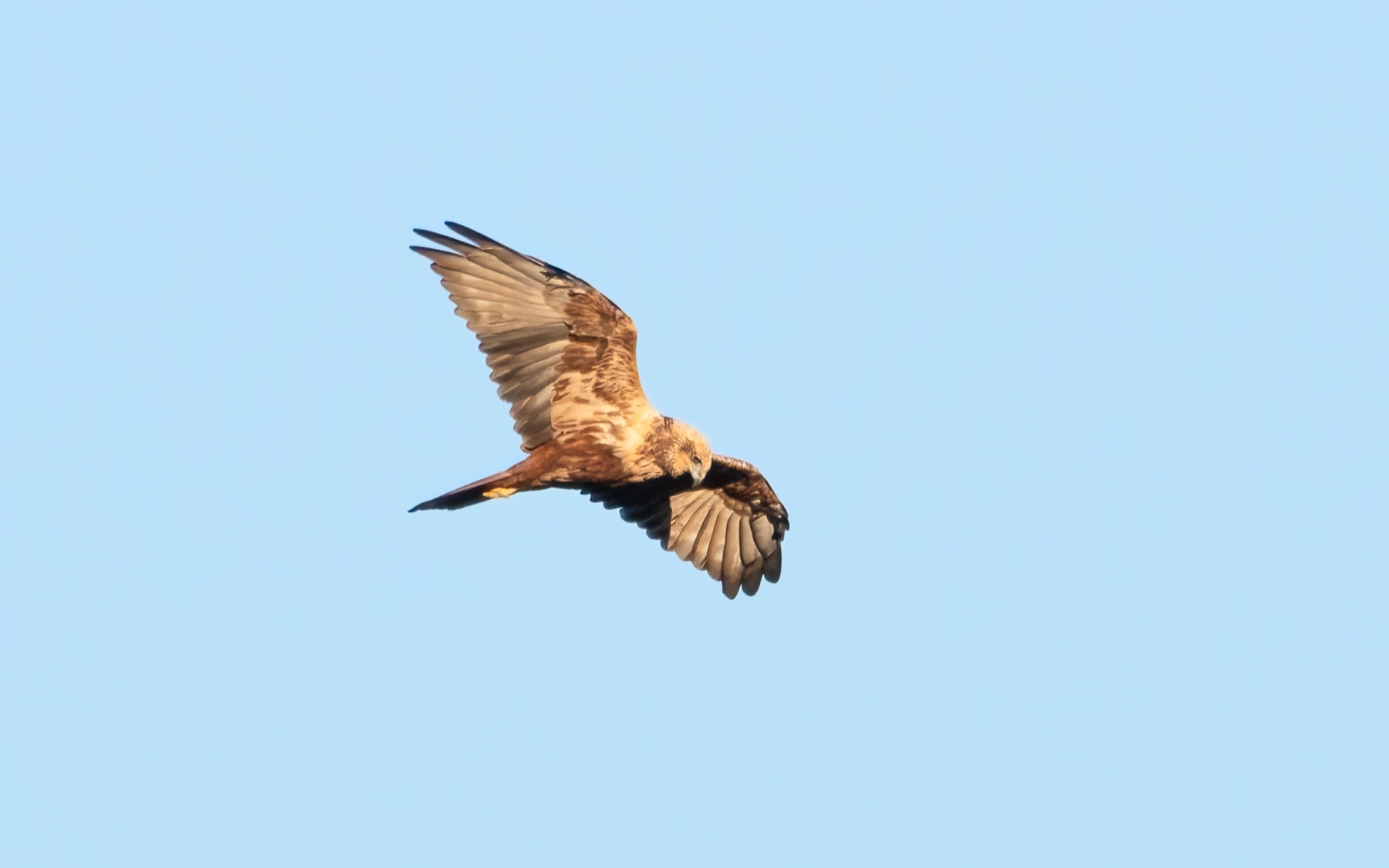 Birds photograph — Bruine kiekedief/Harrier — naturephotography.art