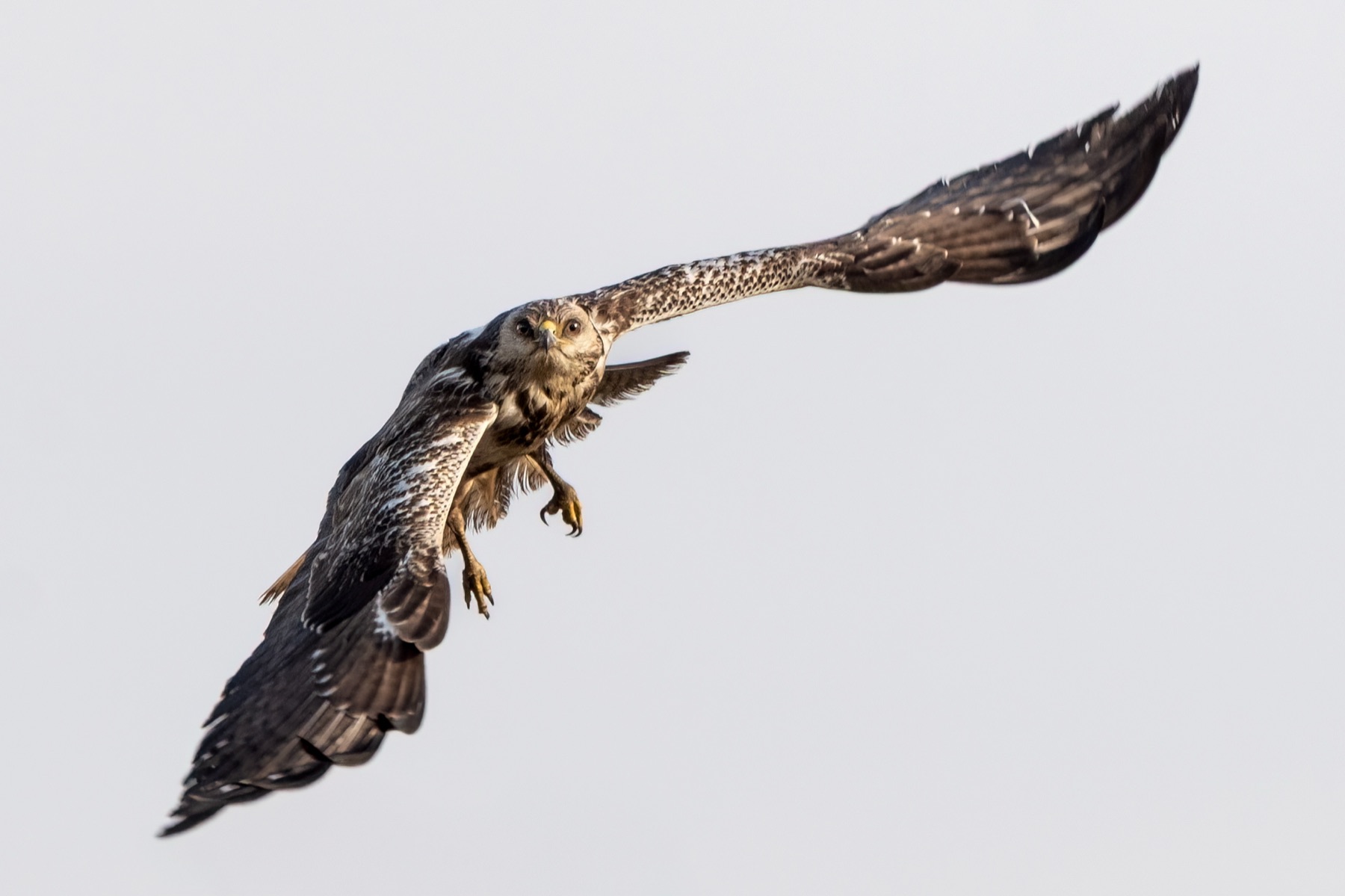 Birds photograph — Buizerd/Common Buzzard — naturephotography.art