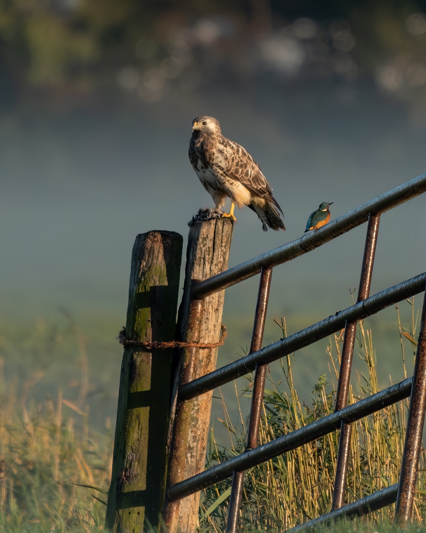 Birds photograph — Buizerd/Common Buzzard — naturephotography.art