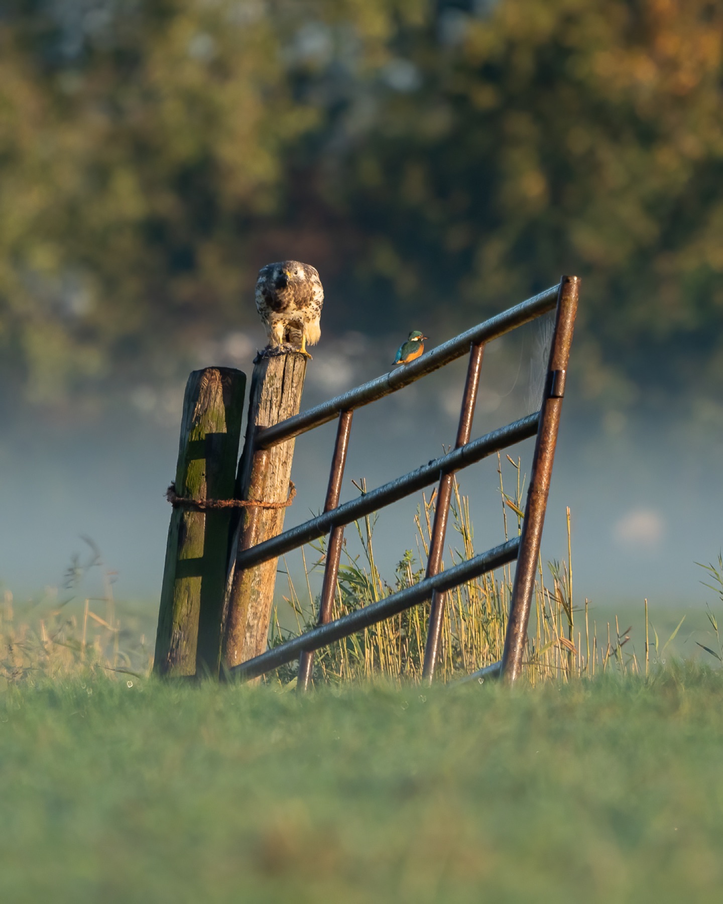 Birds photograph — Buizerd/Common Buzzard — naturephotography.art