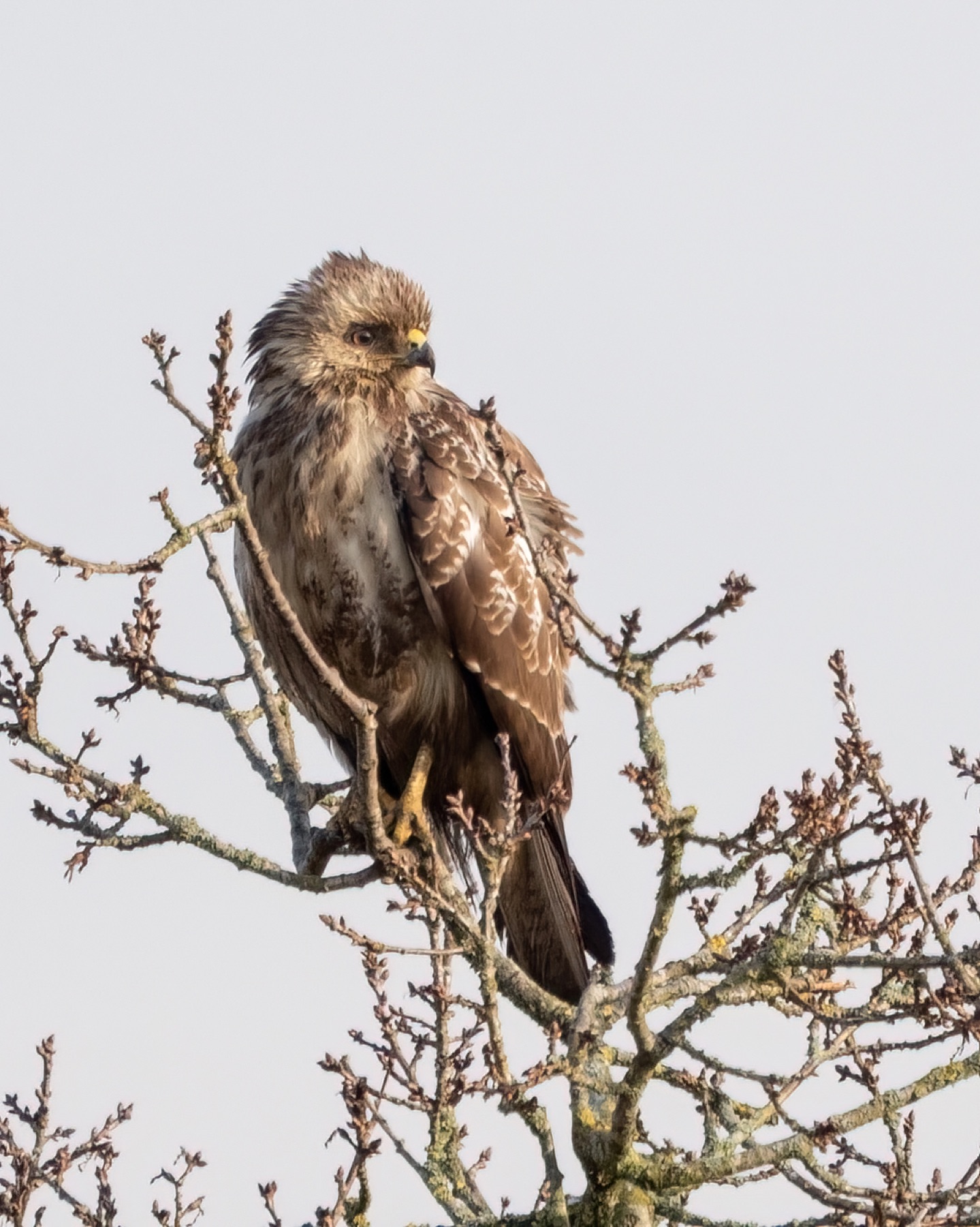 Birds photograph — Buizerd/Common Buzzard — naturephotography.art