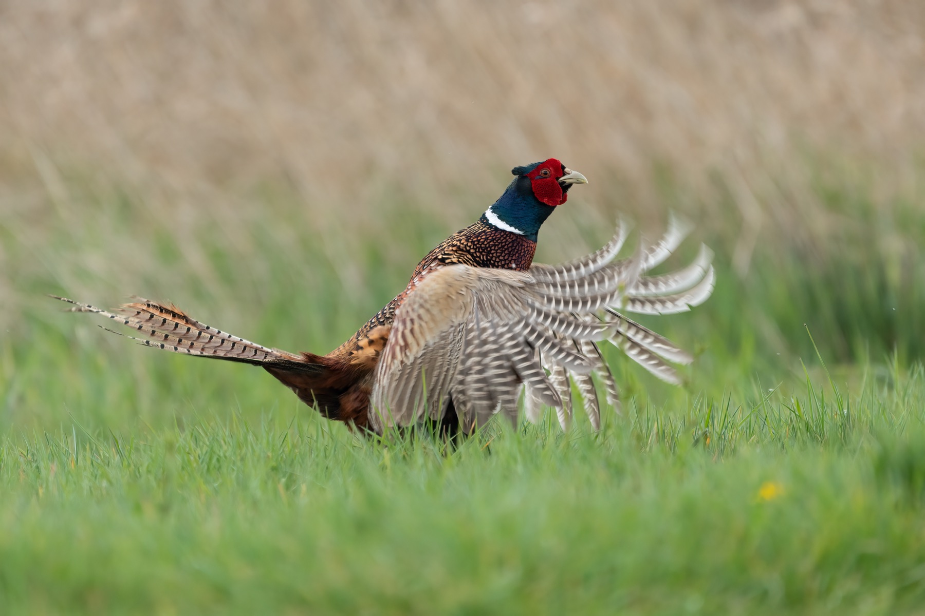 Birds photograph — Fazant/Pheasant — naturephotography.art