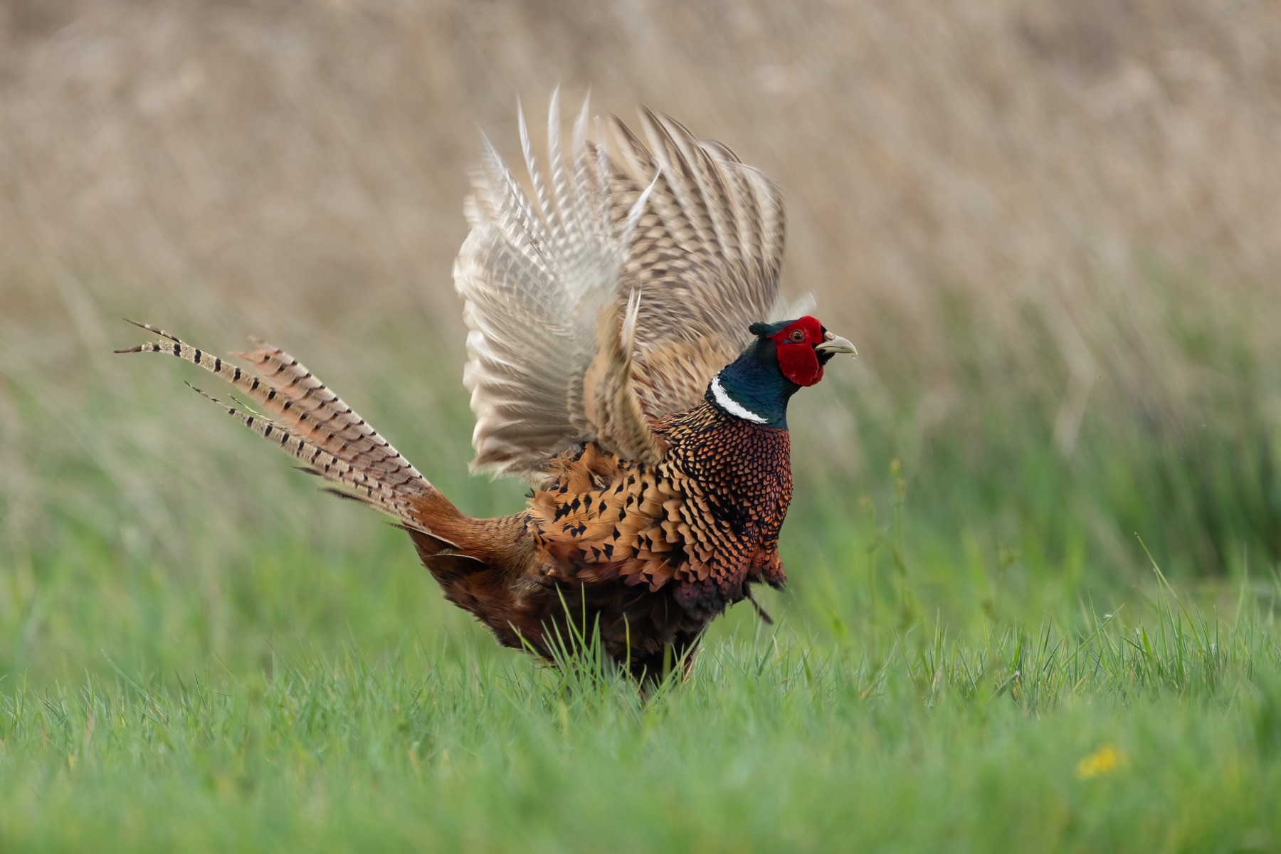 Birds photograph — Fazant/Pheasant — naturephotography.art