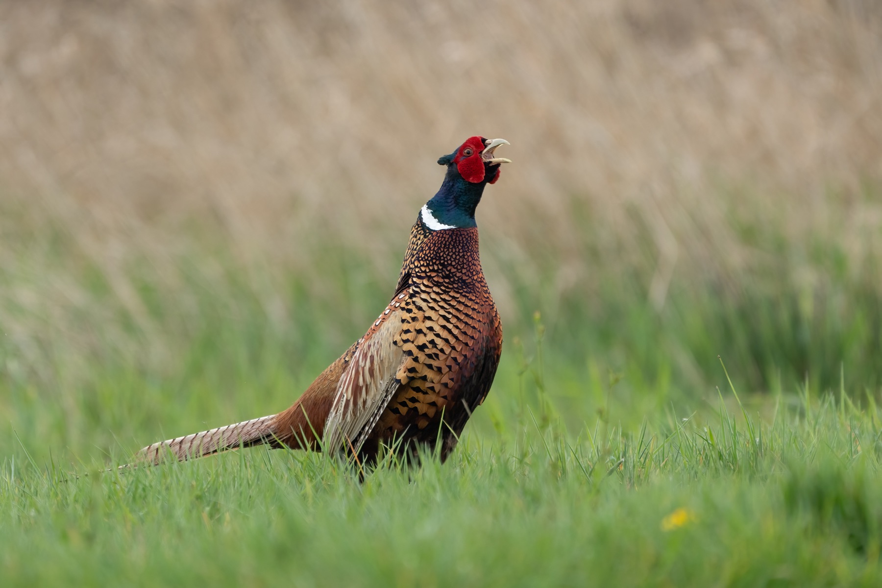 Birds photograph — Fazant/Pheasant — naturephotography.art
